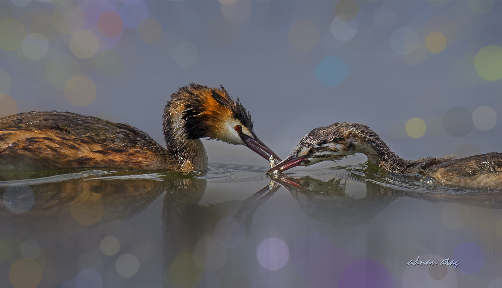 Sigma 150-600mm F5-6.3 DG OS HSM | S sample photo. Bahri - great crested grebe - podiceps cristatus photography