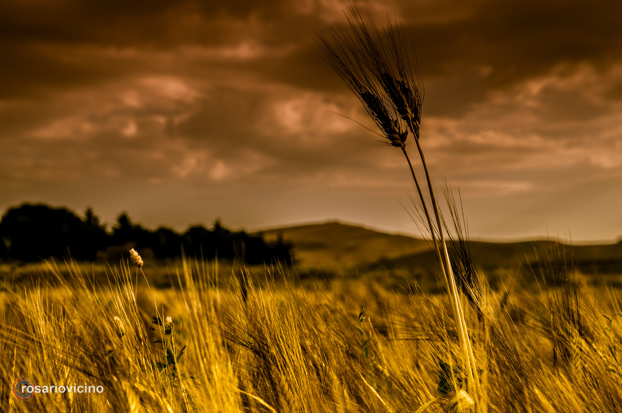 Sony SLT-A37 sample photo. Grain photography
