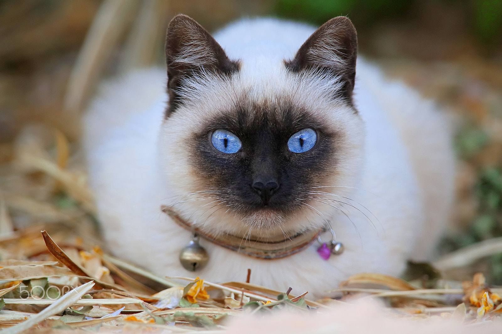Canon EF 400mm F2.8L IS II USM sample photo. Le chat siamois photography