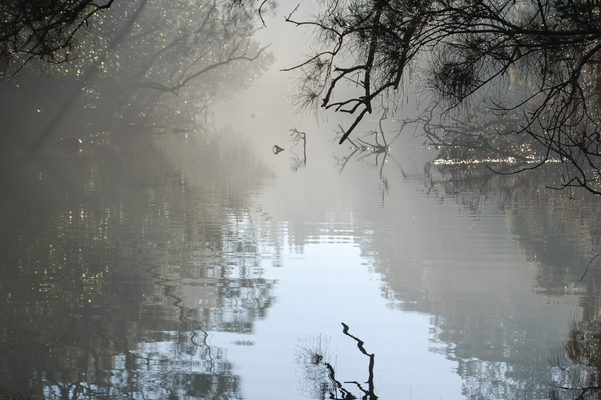 Nikon D80 sample photo. Misty photography