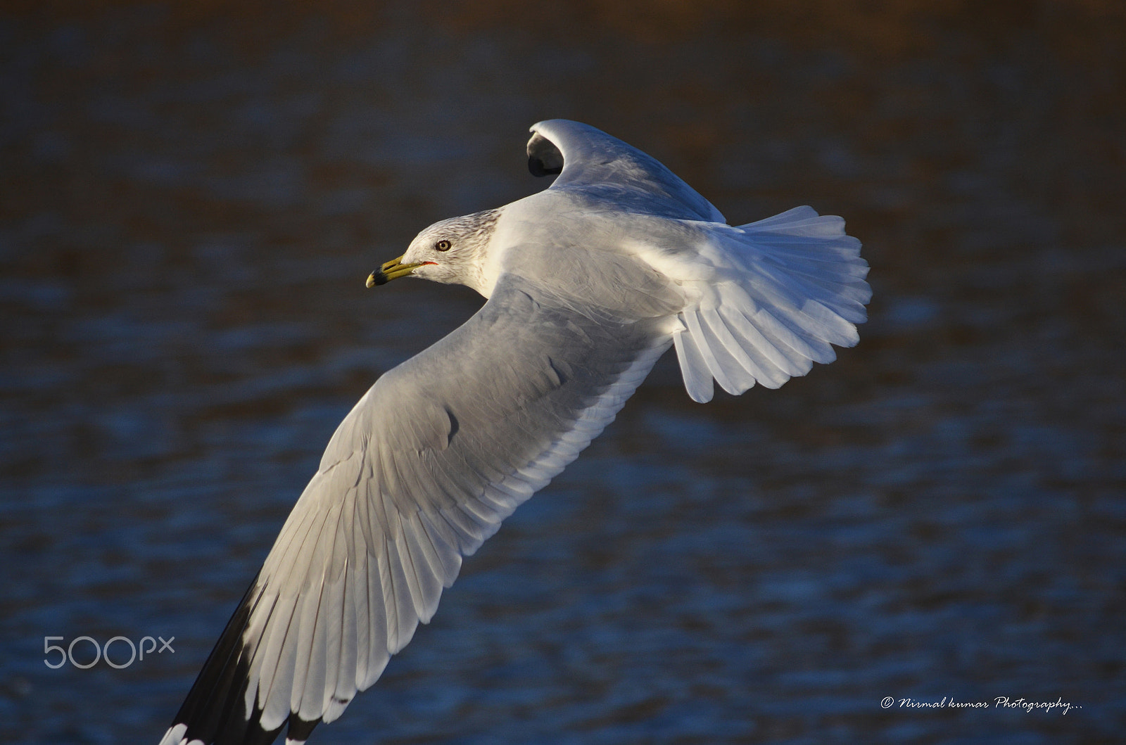 Nikon D5100 + Nikon AF Nikkor 28mm F2.8D sample photo. Seagul photography