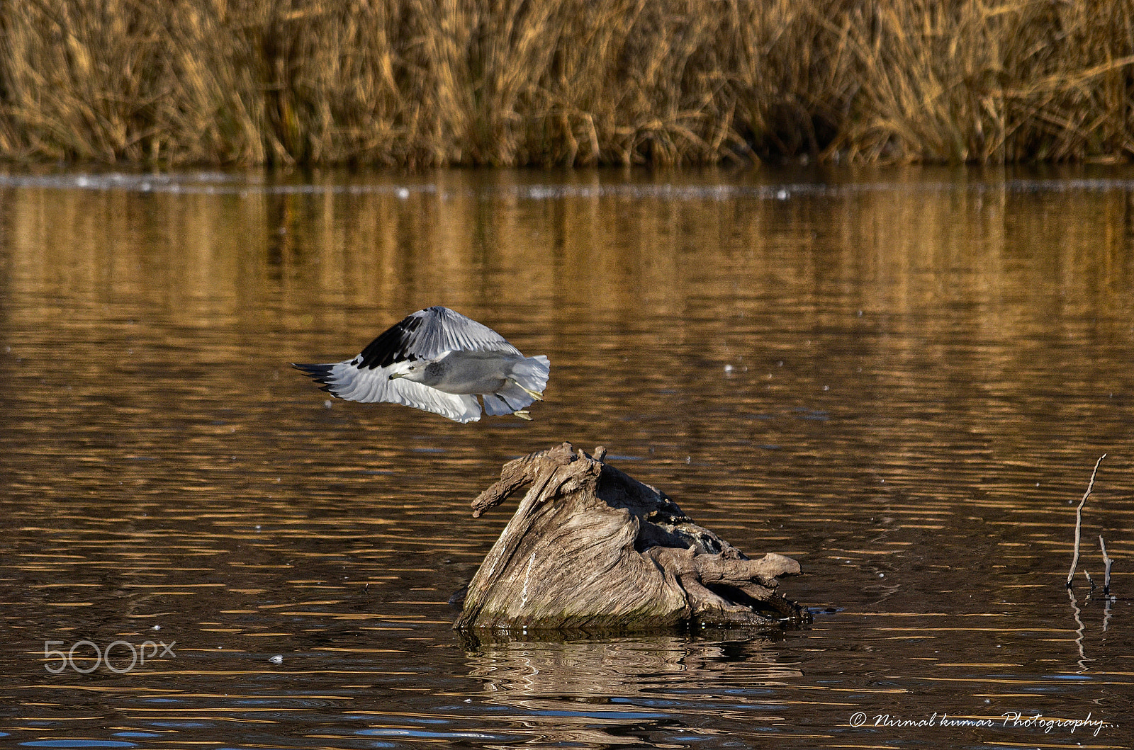Nikon D5100 + PC Micro-Nikkor 85mm f/2.8D sample photo. Seagul photography