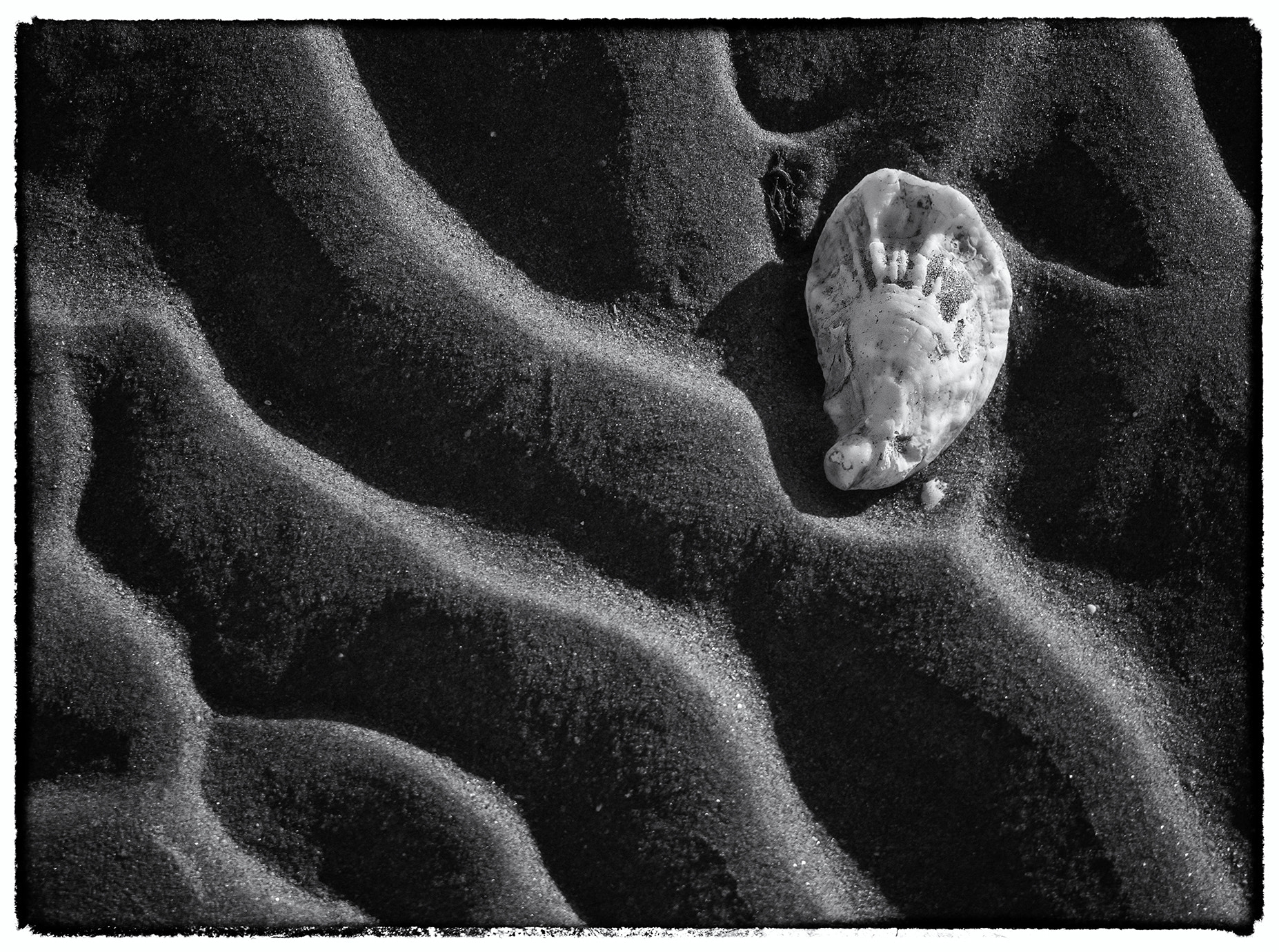 Olympus M.Zuiko Digital 14-42mm F3.5-5.6 II sample photo. ... with oyster-shells  ... photography