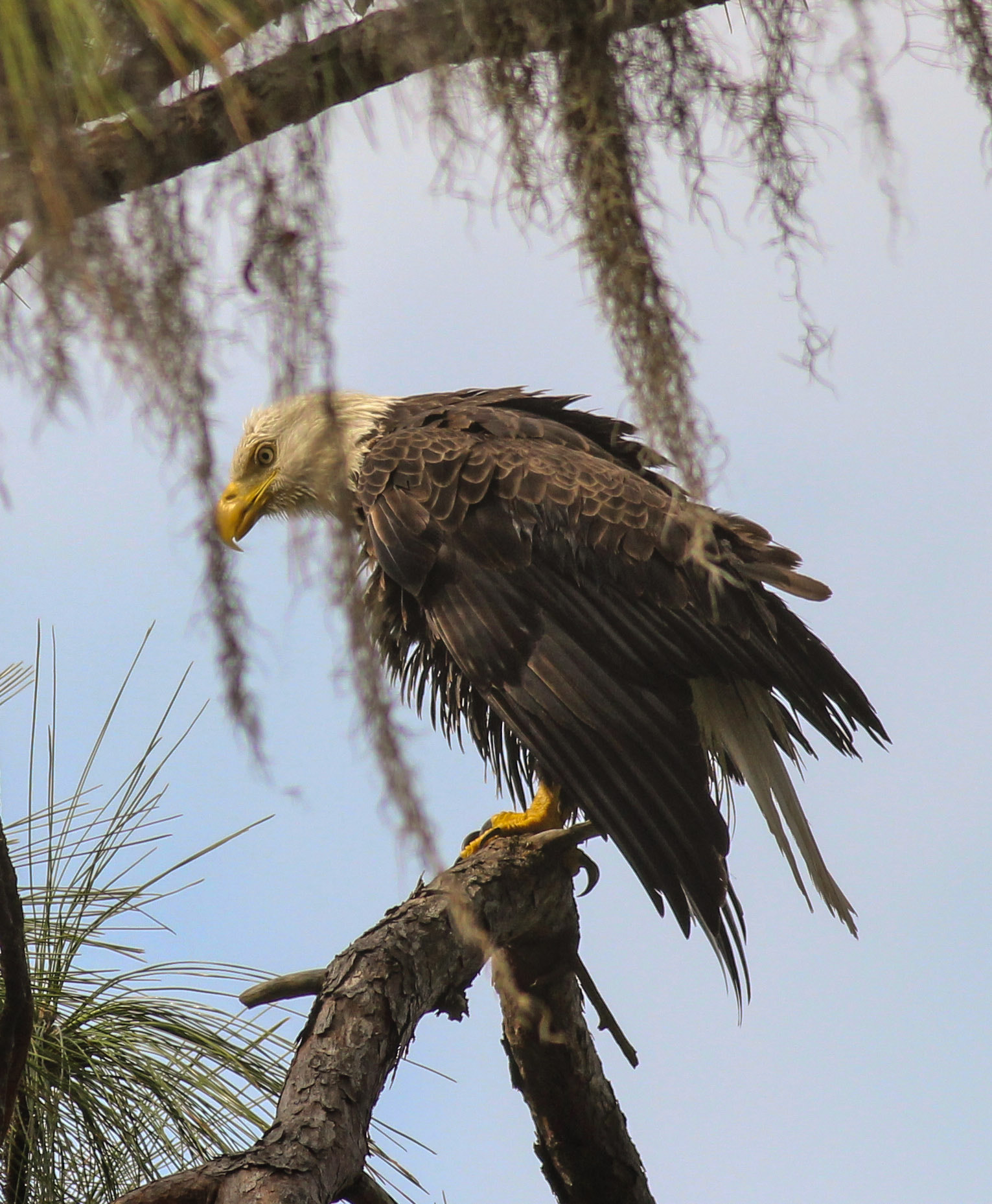 Canon EOS 600D (Rebel EOS T3i / EOS Kiss X5) + Canon EF 400mm F5.6L USM sample photo. Moss eagle photography