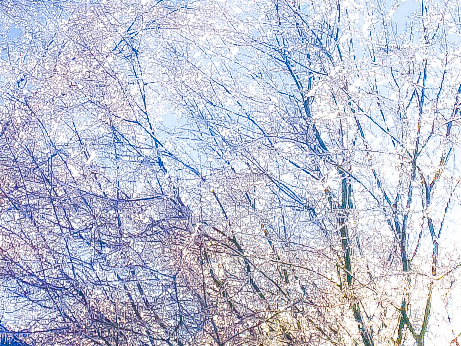Canon POWERSHOT SD110 sample photo. 3 trees caught in ice storm art before flood 2008 photography