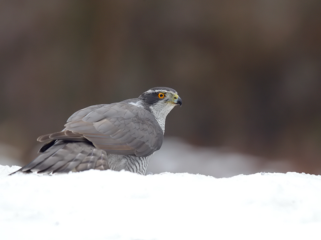 Canon EF 600mm F4L IS II USM sample photo. Northern goshawk in last snow photography