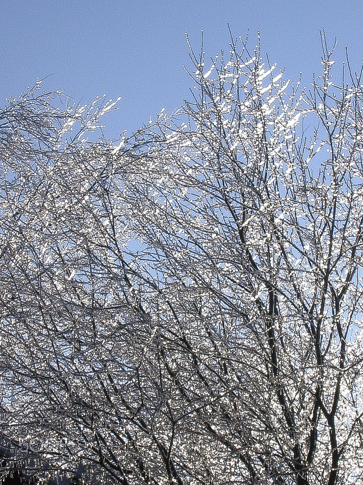 Canon POWERSHOT SD110 sample photo. 3 trees caught in ice storm art before flood 2008 photography