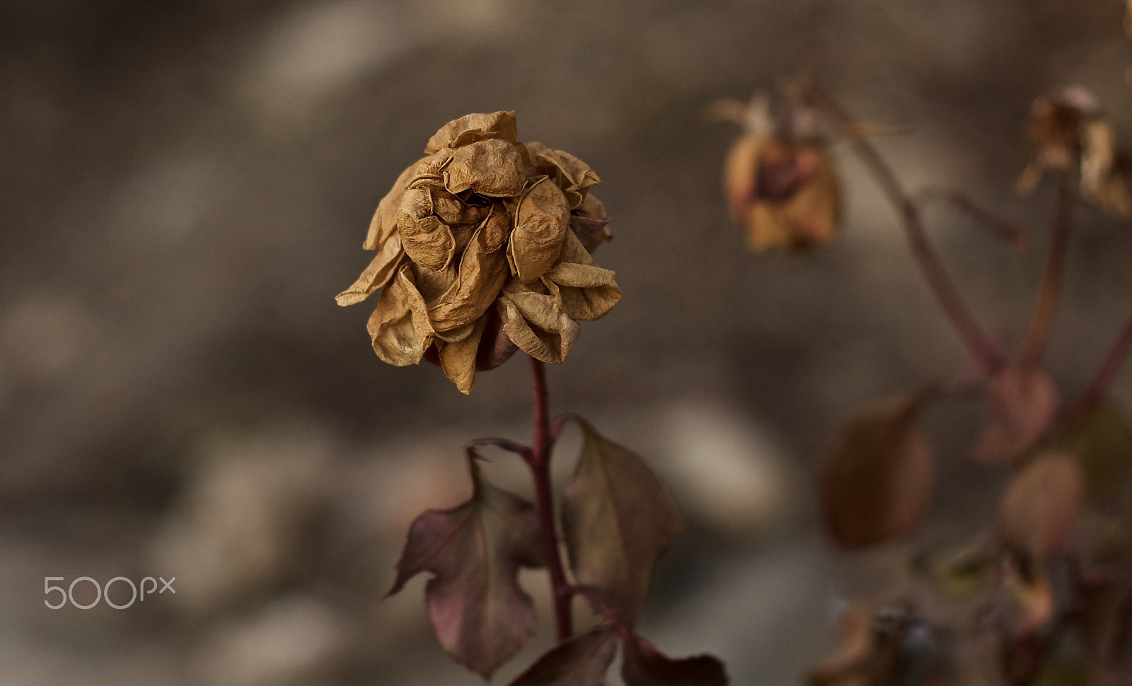 Nikon D7200 + AF Nikkor 50mm f/1.8 sample photo. The last rose photography