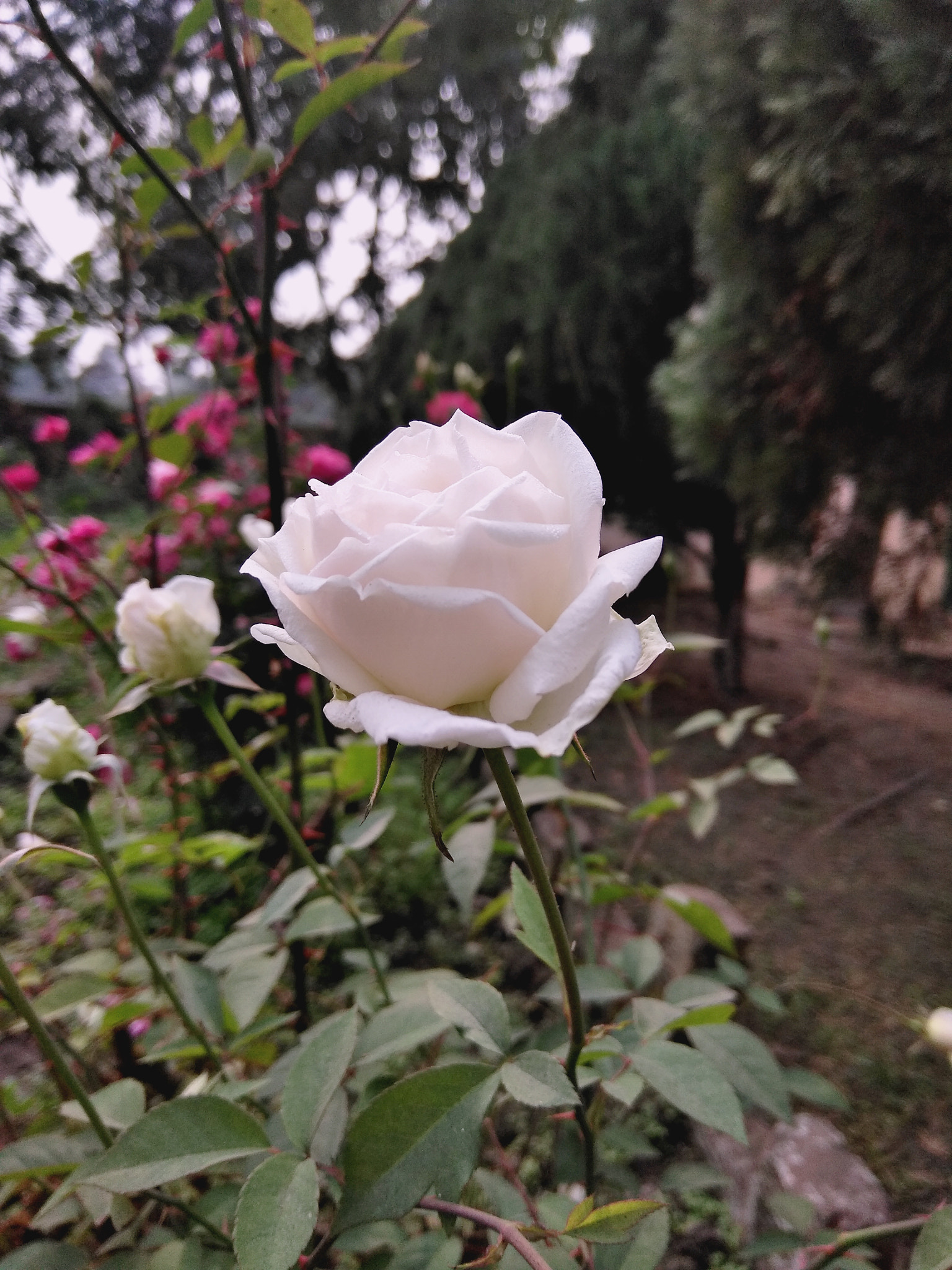 LeMobile Le X526 sample photo. White rose#1 photography
