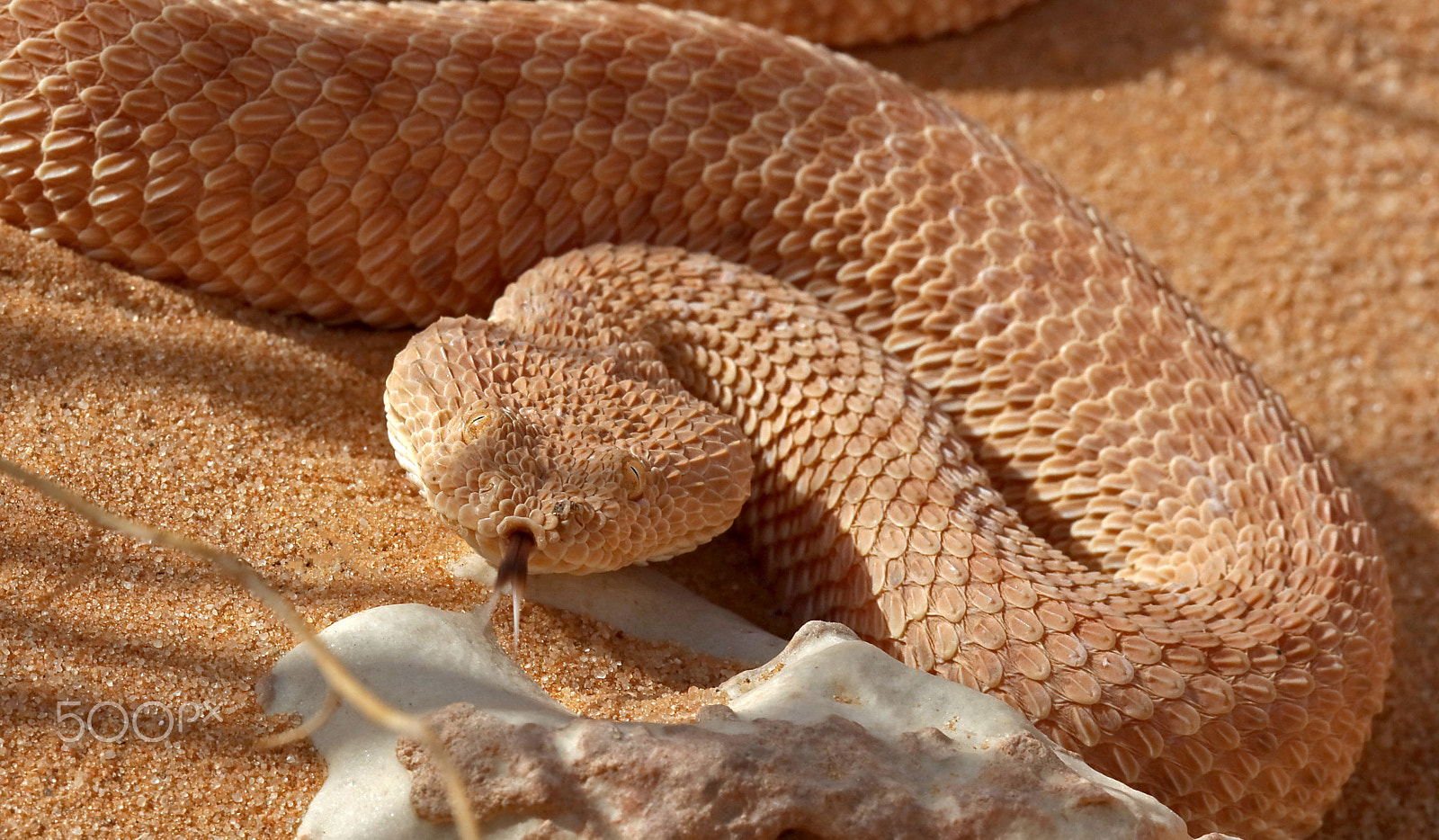 Canon EF 180mm F3.5L Macro USM sample photo. Vipère du sable, sahara algérie photography