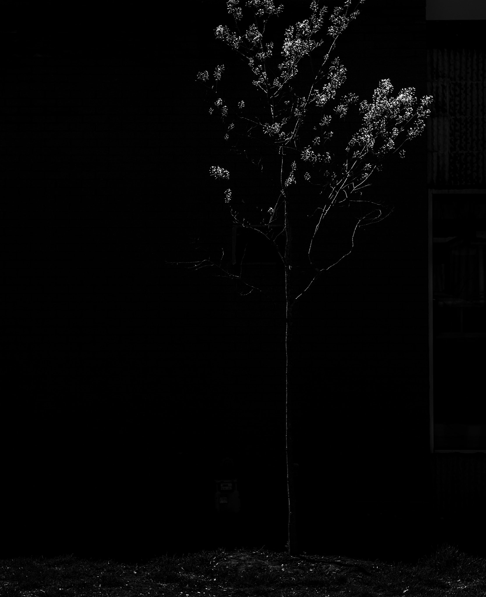 Olympus OM-D E-M10 + Olympus M.Zuiko Digital 45mm F1.8 sample photo. Bare existence photography