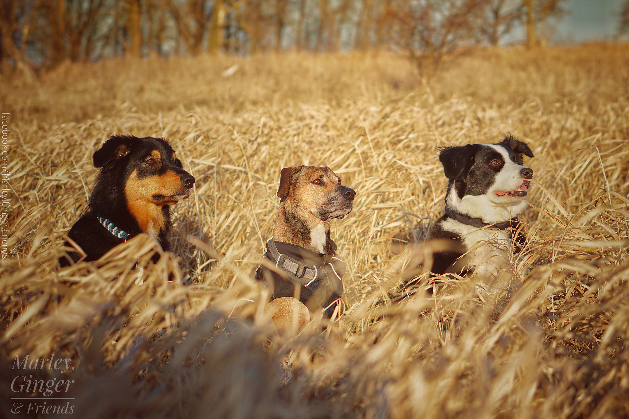 Sony a6300 + Sony E 50mm F1.8 OSS sample photo. Marley, ginger & friends photography
