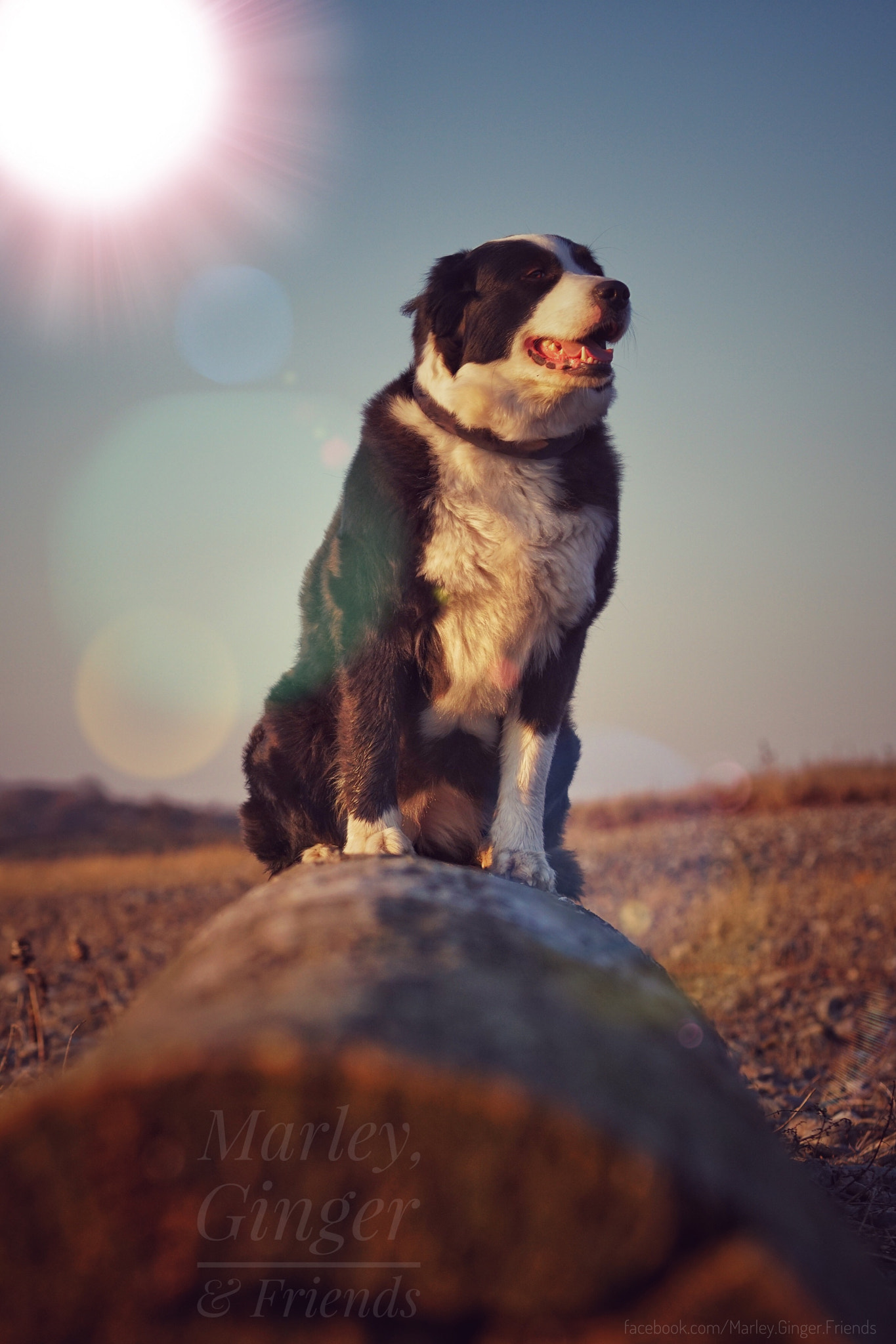 Sony a6300 + Sony FE 70-200mm F4 G OSS sample photo. Ginger photography