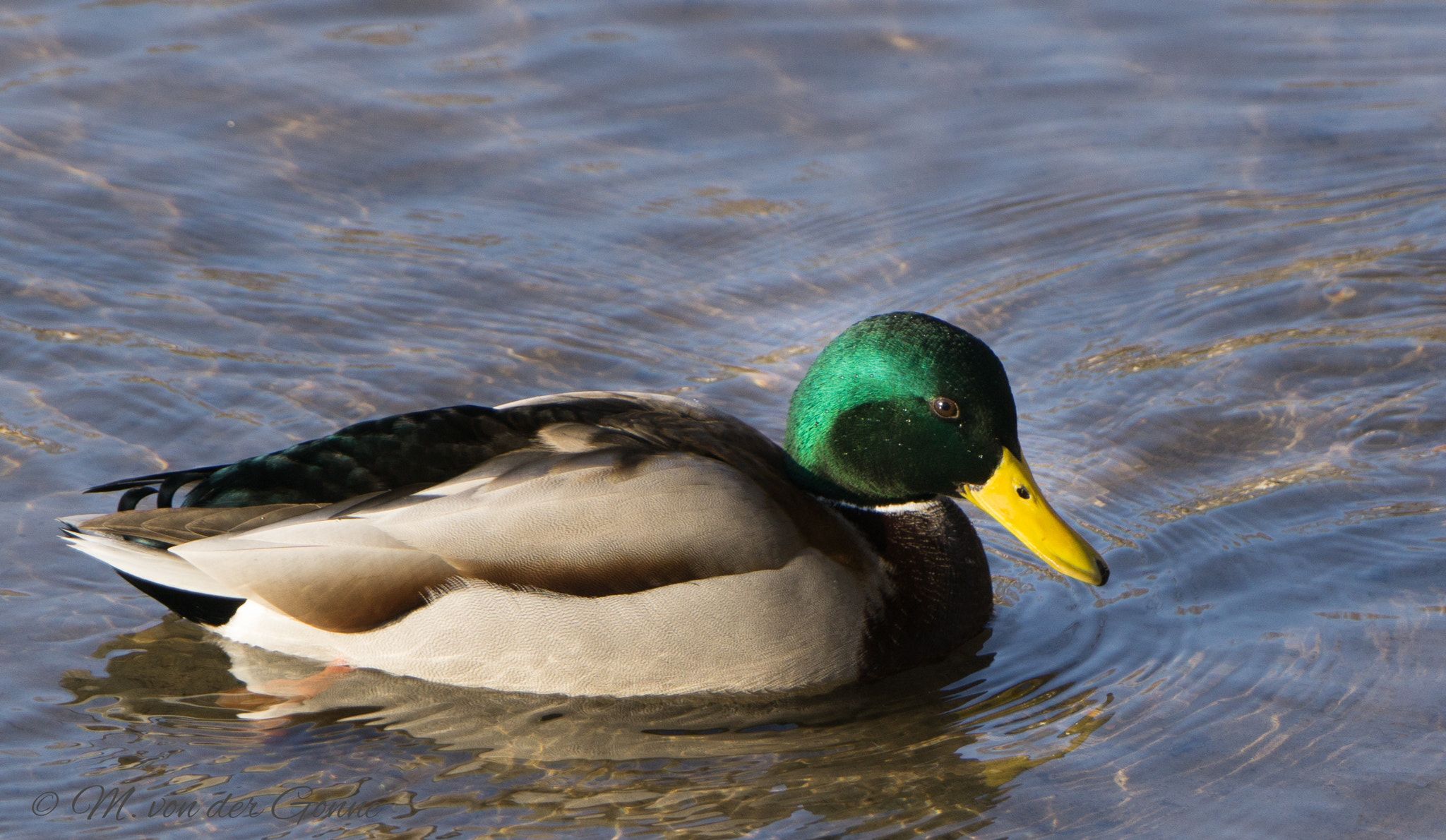 Sony a6000 + Sony 70-400mm F4-5.6 G SSM sample photo. Stockente,erpel photography