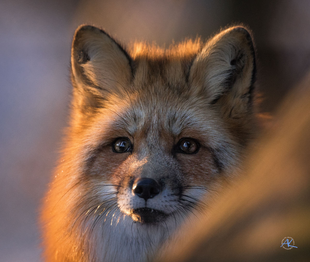 Sony ILCA-77M2 sample photo. Red fox @ sunset photography