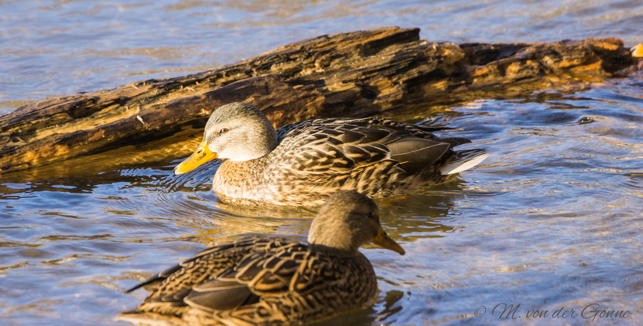 Sony a6000 + Sony 70-400mm F4-5.6 G SSM sample photo. Stockente photography