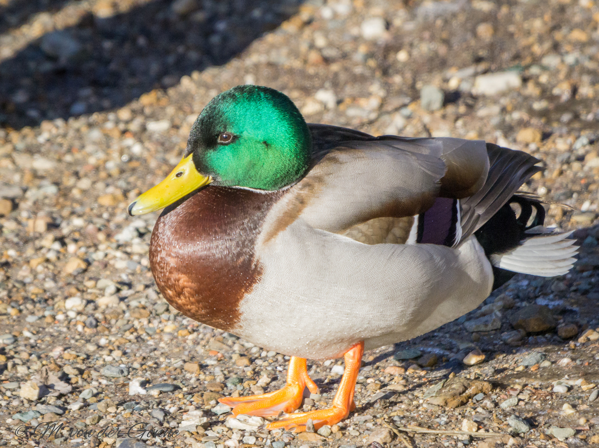 Sony a6000 + Sony 70-400mm F4-5.6 G SSM sample photo. Stockente, erpel . photography