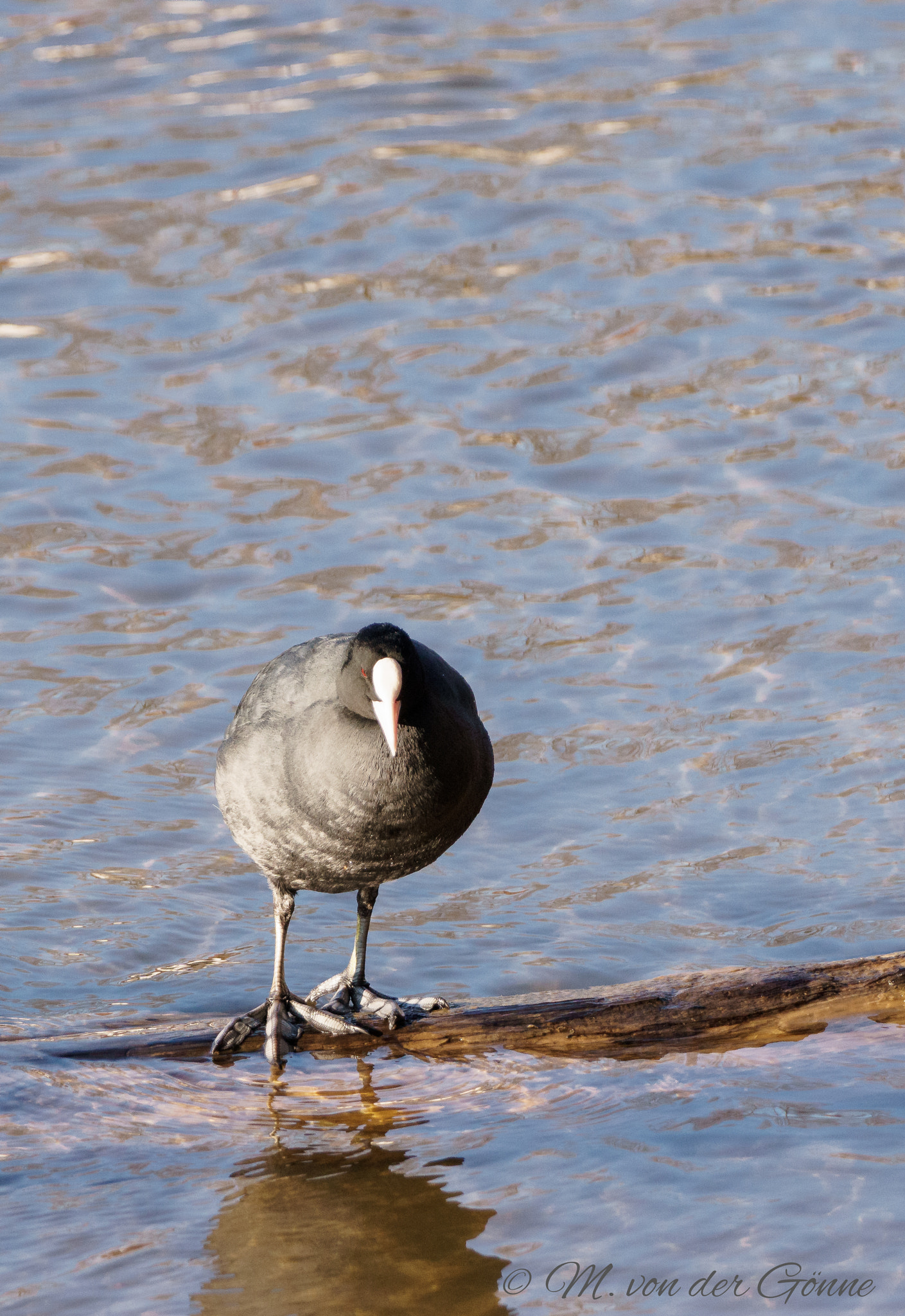 Sony a6000 + Sony 70-400mm F4-5.6 G SSM sample photo. Bläßhuhn photography