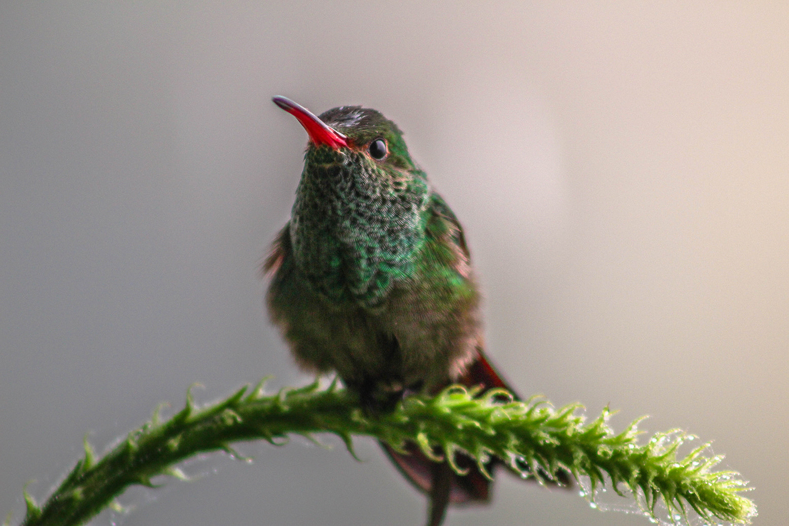 Canon EOS 100D (EOS Rebel SL1 / EOS Kiss X7) + EF75-300mm f/4-5.6 sample photo. Hummingbird at la laguna photography