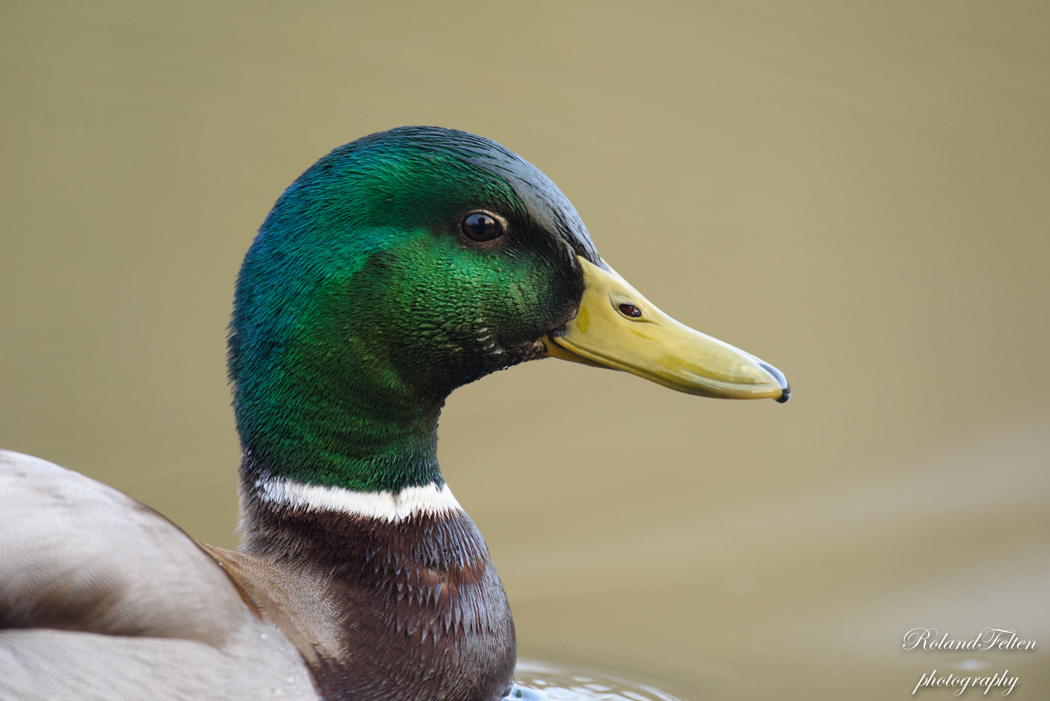 Nikon AF-S Nikkor 600mm F4G ED VR sample photo. Mallard drake photography
