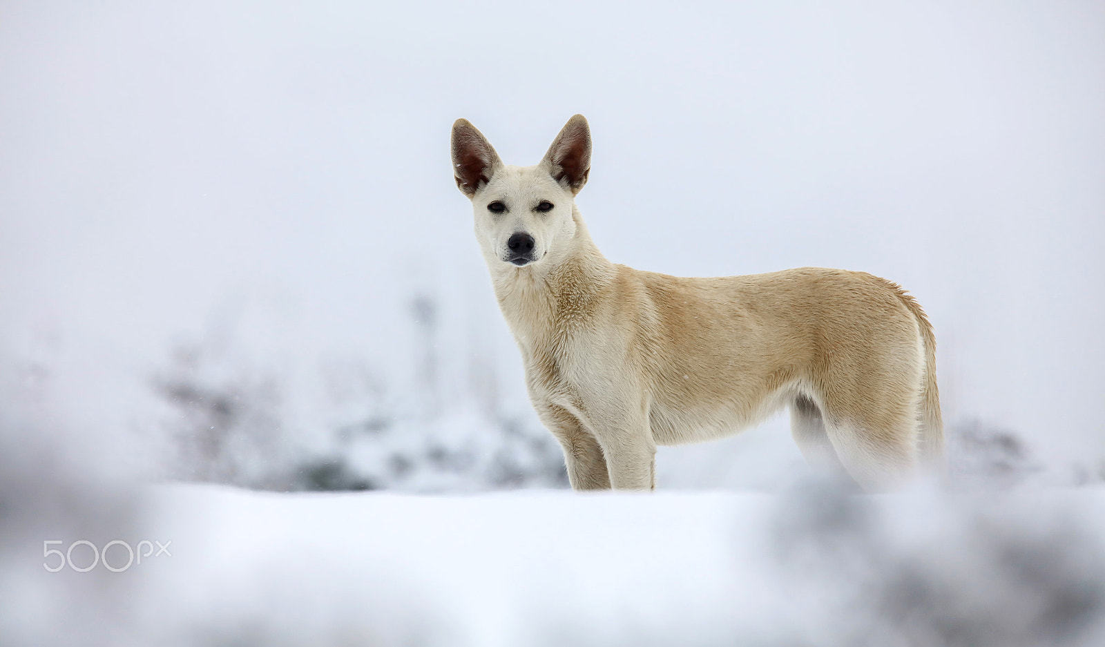 Canon EOS 5DS R + Canon EF 400mm F2.8L IS II USM sample photo. Chien photography