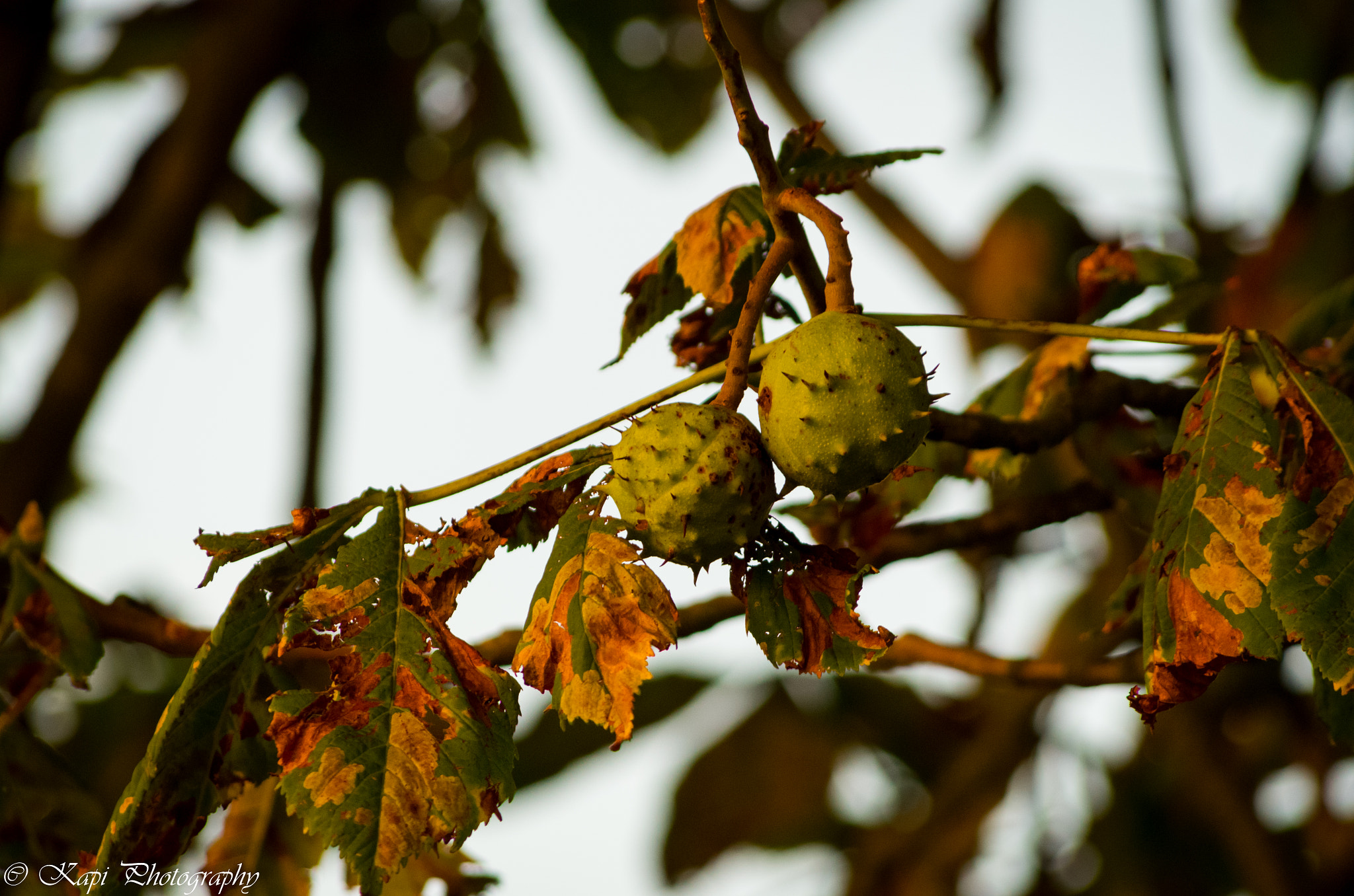 Pentax K-50 sample photo. Polish chestnuts photography