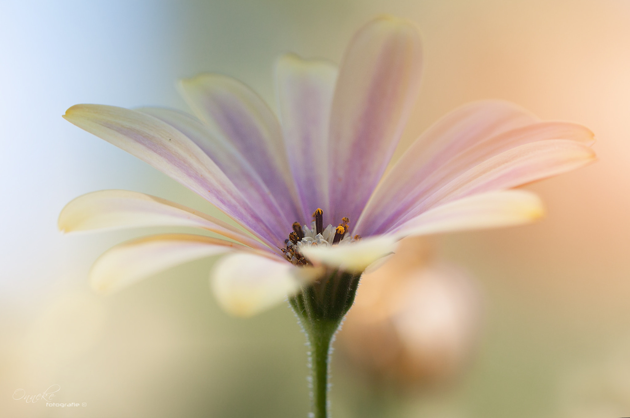 Canon EOS 50D + Canon EF 100mm F2.8 Macro USM sample photo. Tenderness photography