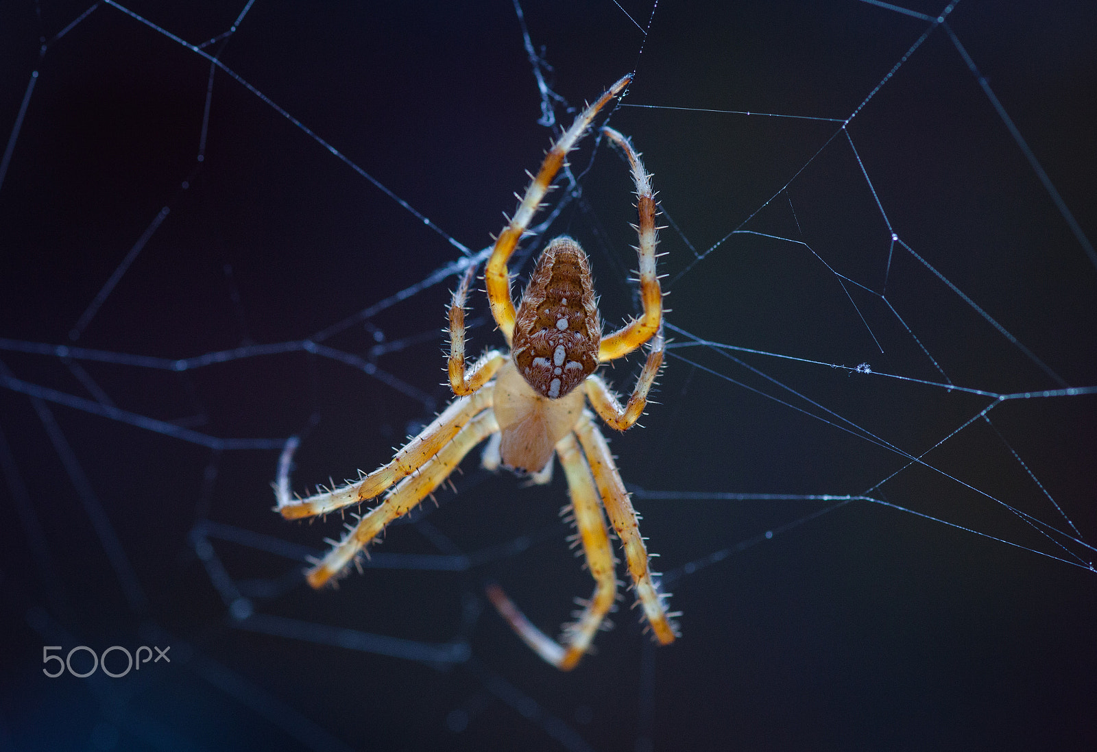 Canon EF 100mm F2.8 Macro USM sample photo. In the net of the spider photography