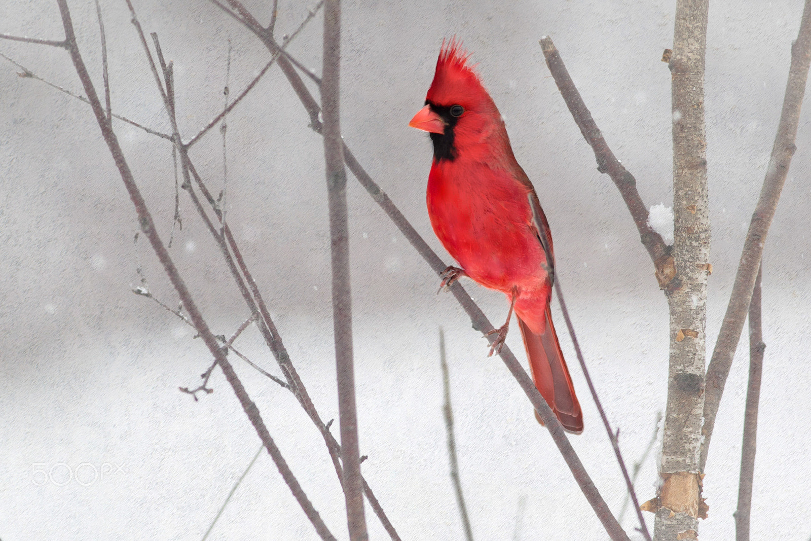 Canon EOS-1D Mark IV sample photo. Cardinalsnowing watercolorlookcementtexture photography