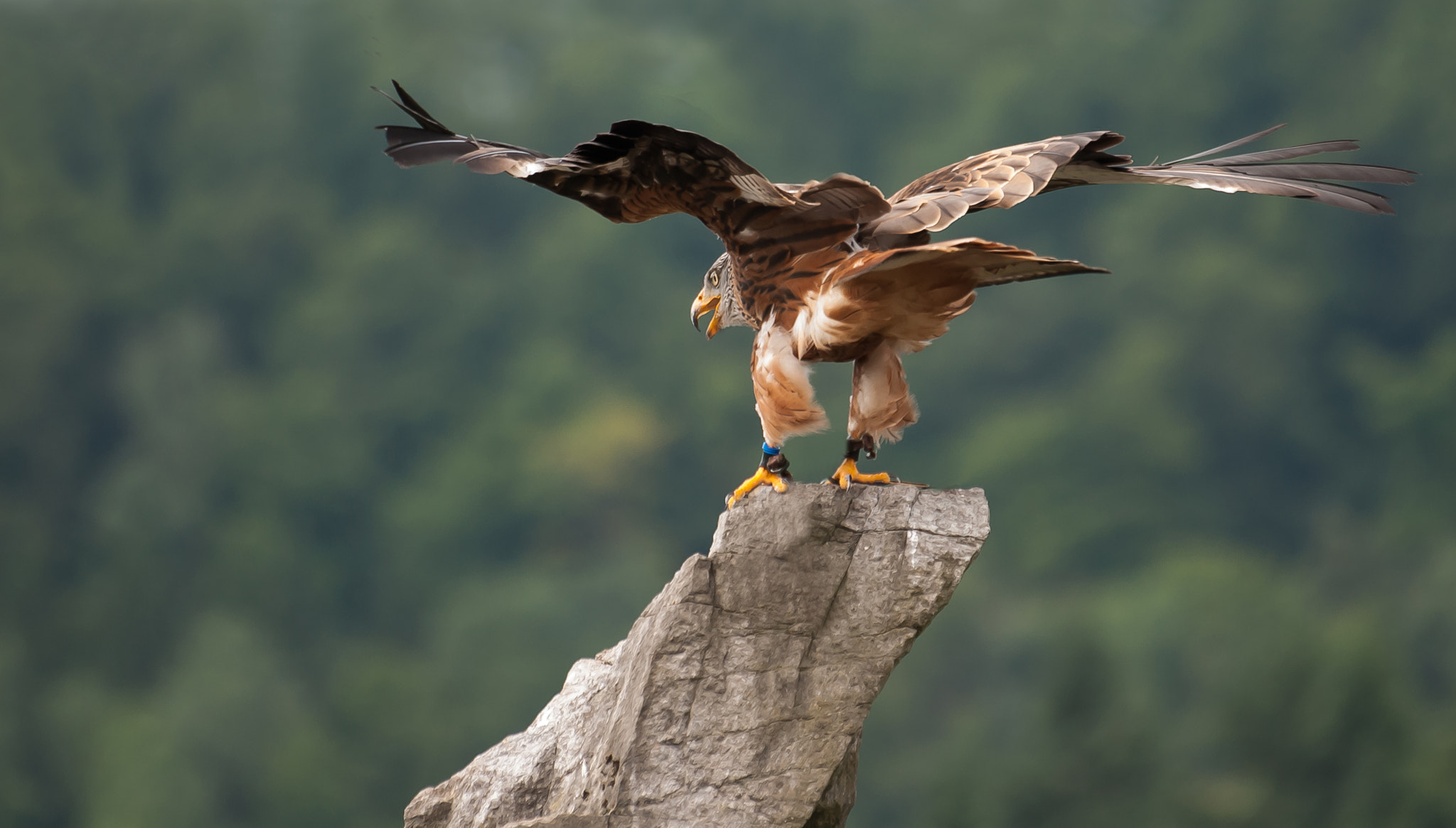 Nikon D200 sample photo. Eagle on the rock photography