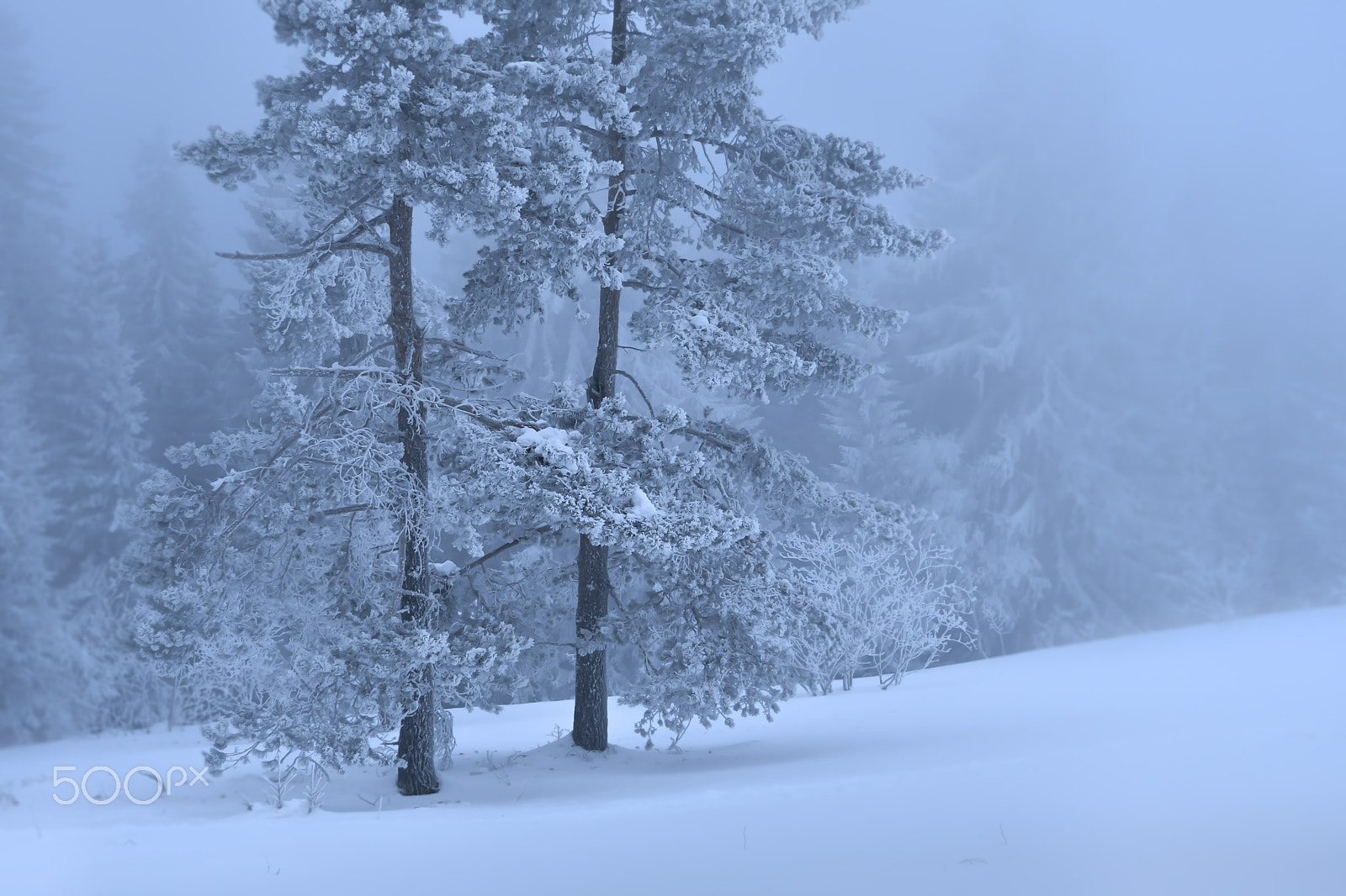 Nikon D500 sample photo. Winterbaum photography