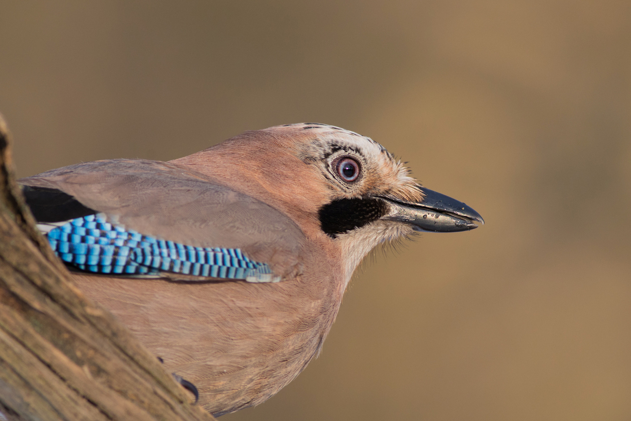 Canon EF 400mm F5.6L USM sample photo. Sojka obecná (garrulus glandarius

 photography