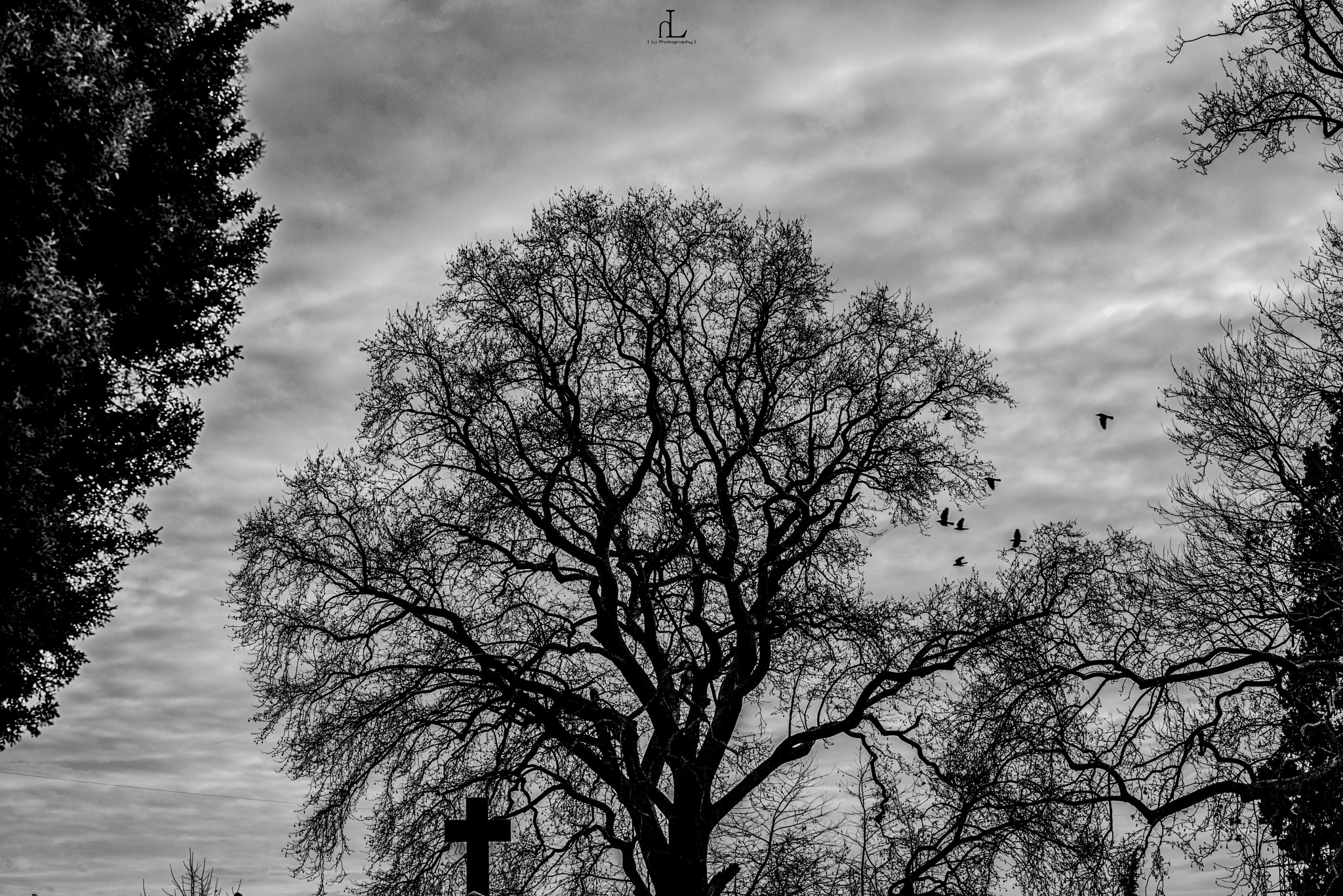 Sigma 70-200mm F2.8 EX DG Macro HSM II sample photo. Tree of life photography