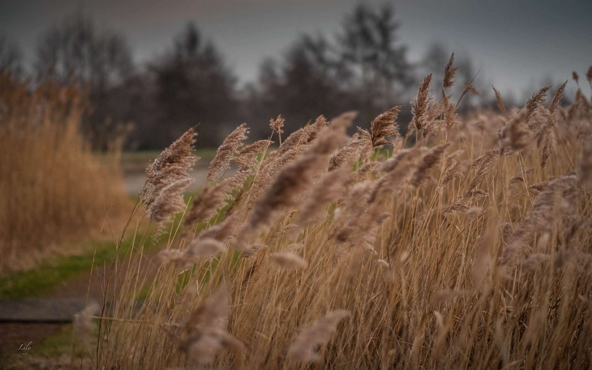 Fujifilm XF 56mm F1.2 R APD sample photo