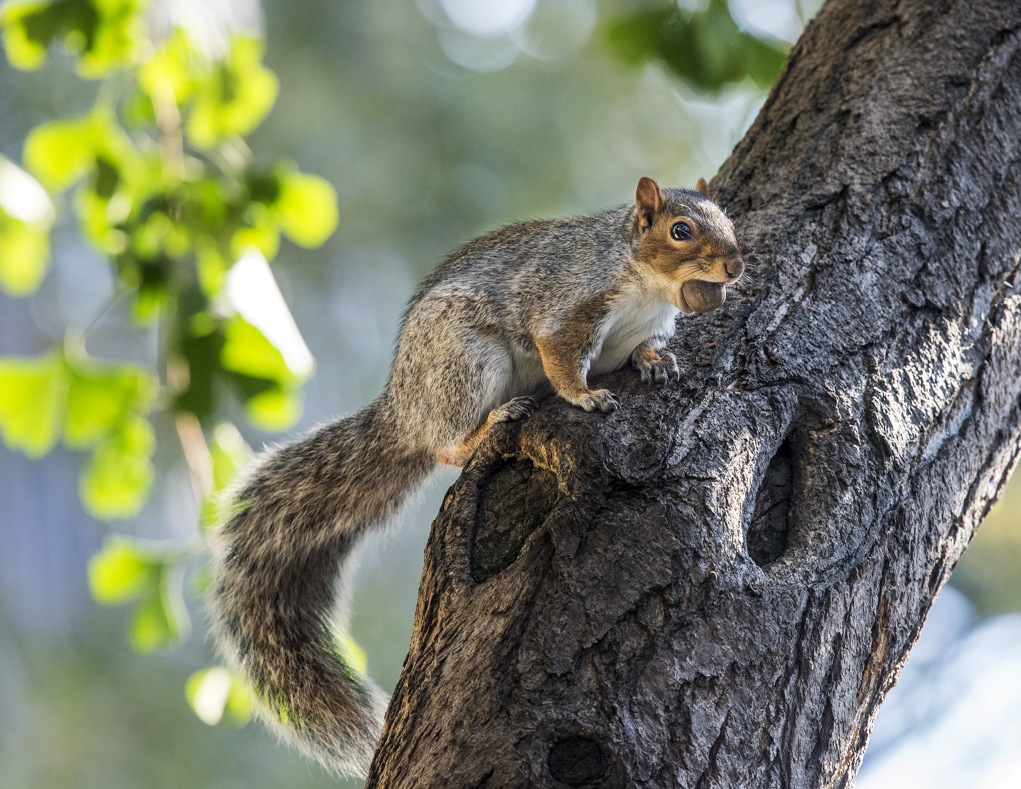 Nikon Nikkor AF-S 300mm F4E PF ED VR sample photo. Egern dsc photography