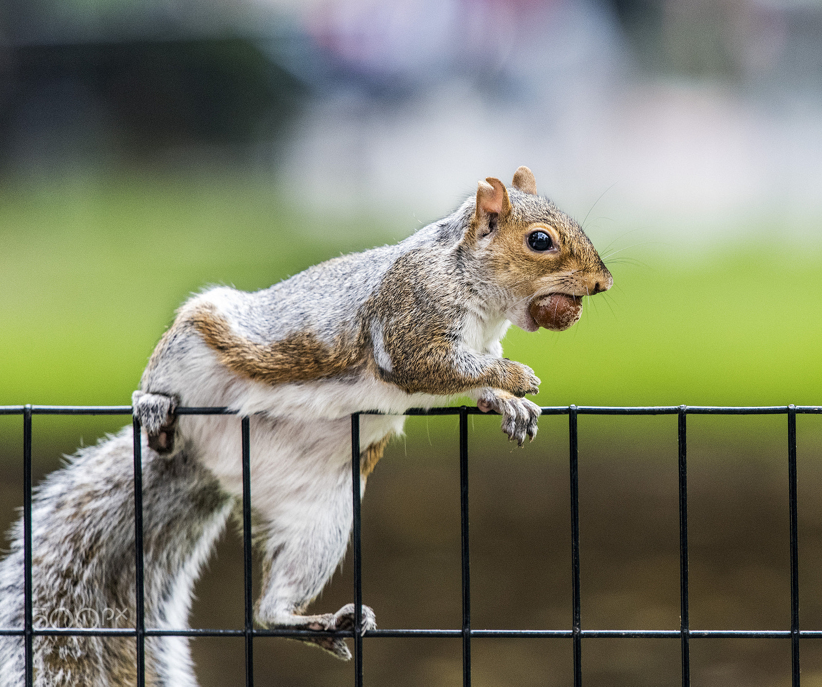 Nikon Nikkor AF-S 300mm F4E PF ED VR sample photo. Squirell photography