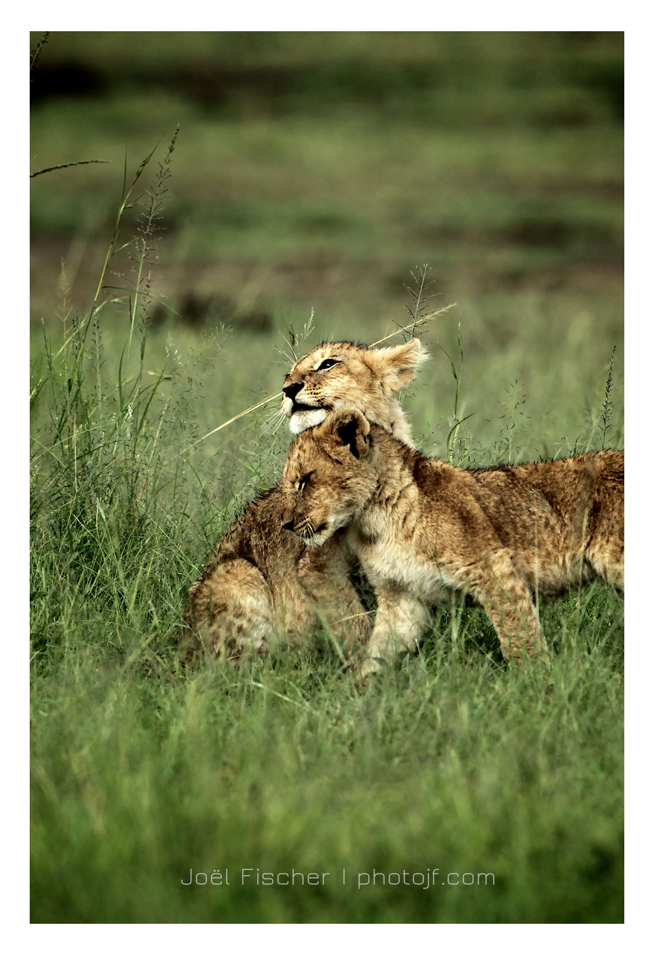 Canon EF 500mm F4L IS USM sample photo. Câlin photography
