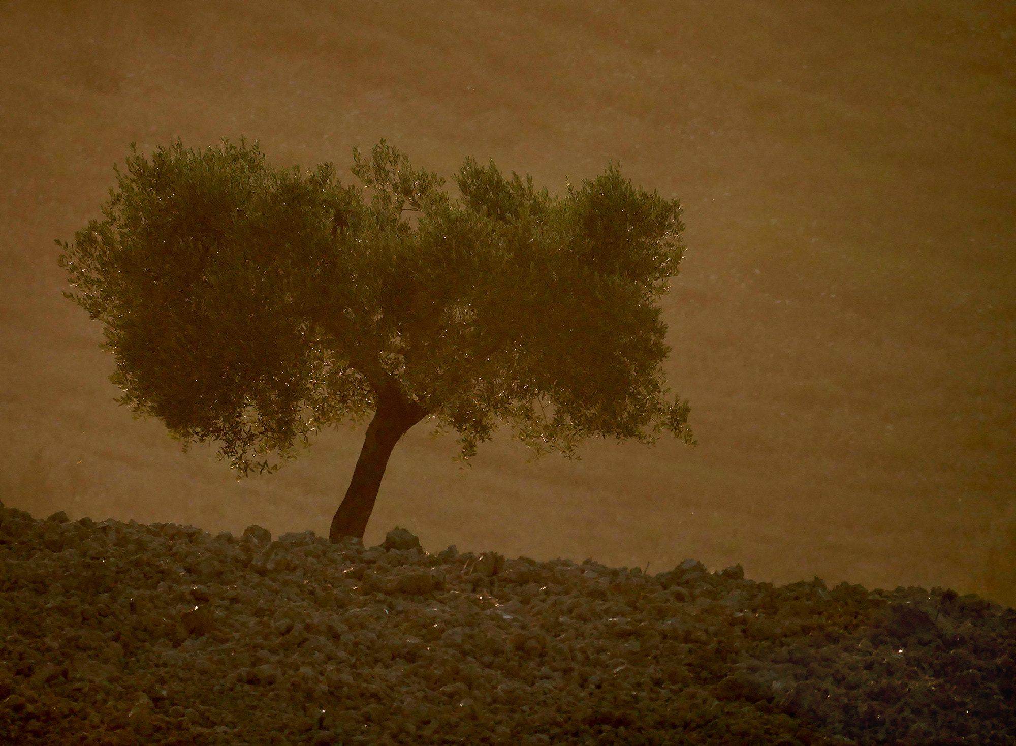 LEICA DG 100-400/F4.0-6.3 sample photo. Tree... photography