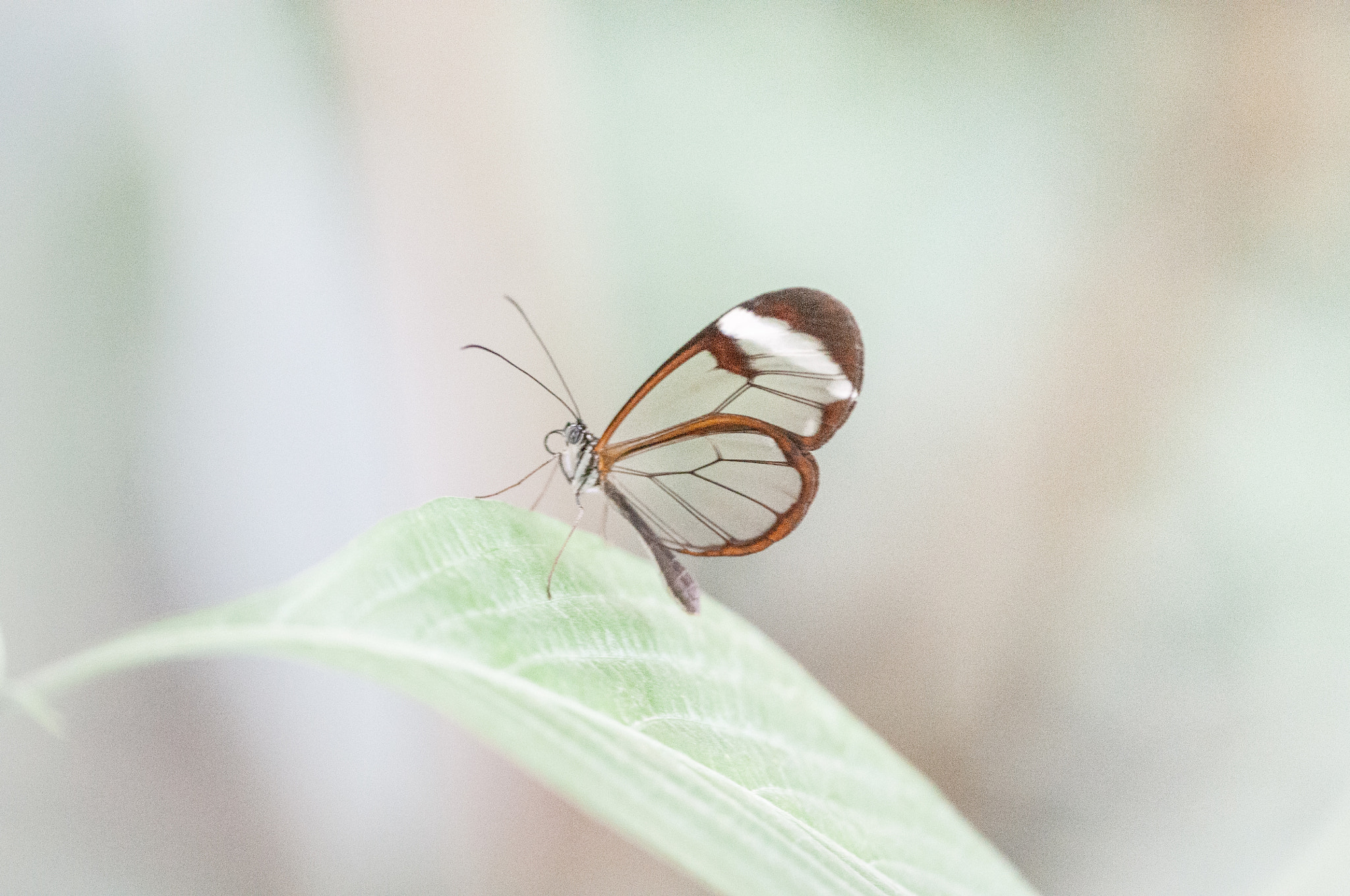 Sigma 150mm F2.8 EX DG OS Macro HSM sample photo. Greta oto photography
