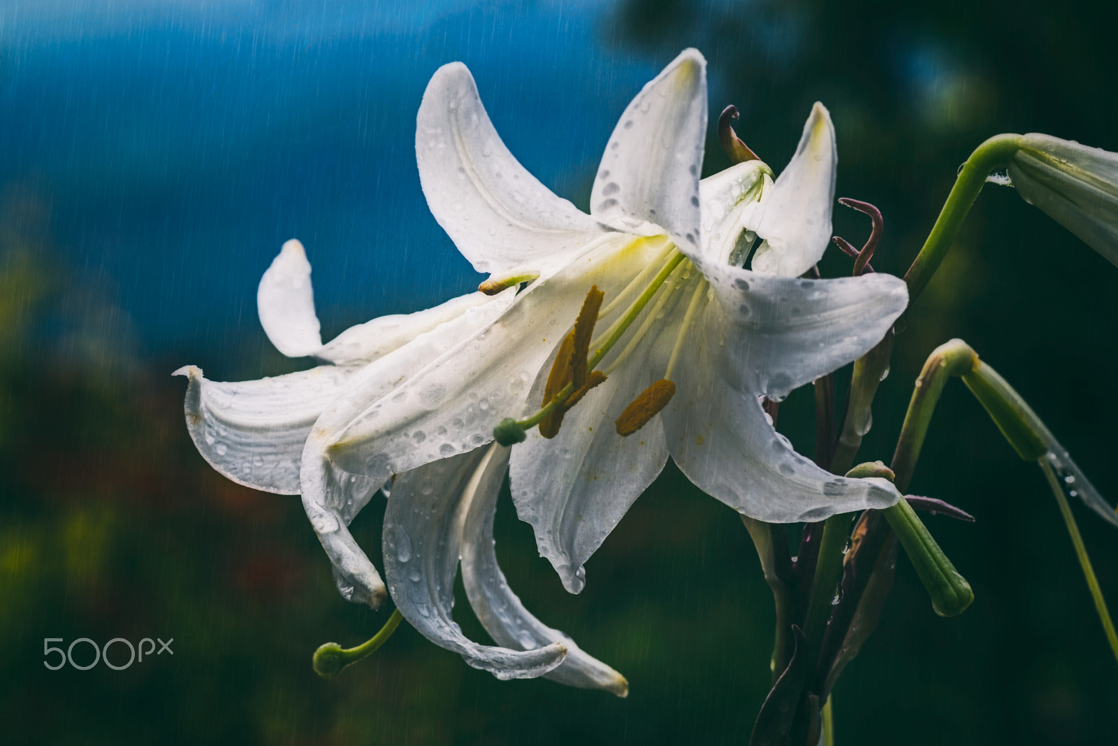 Pentax K-S2 sample photo. White lilies in the rain photography
