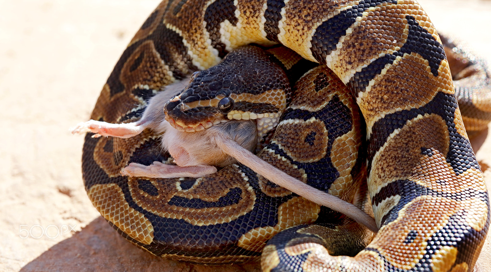 Canon EF 180mm F3.5L Macro USM sample photo. Python royal photography
