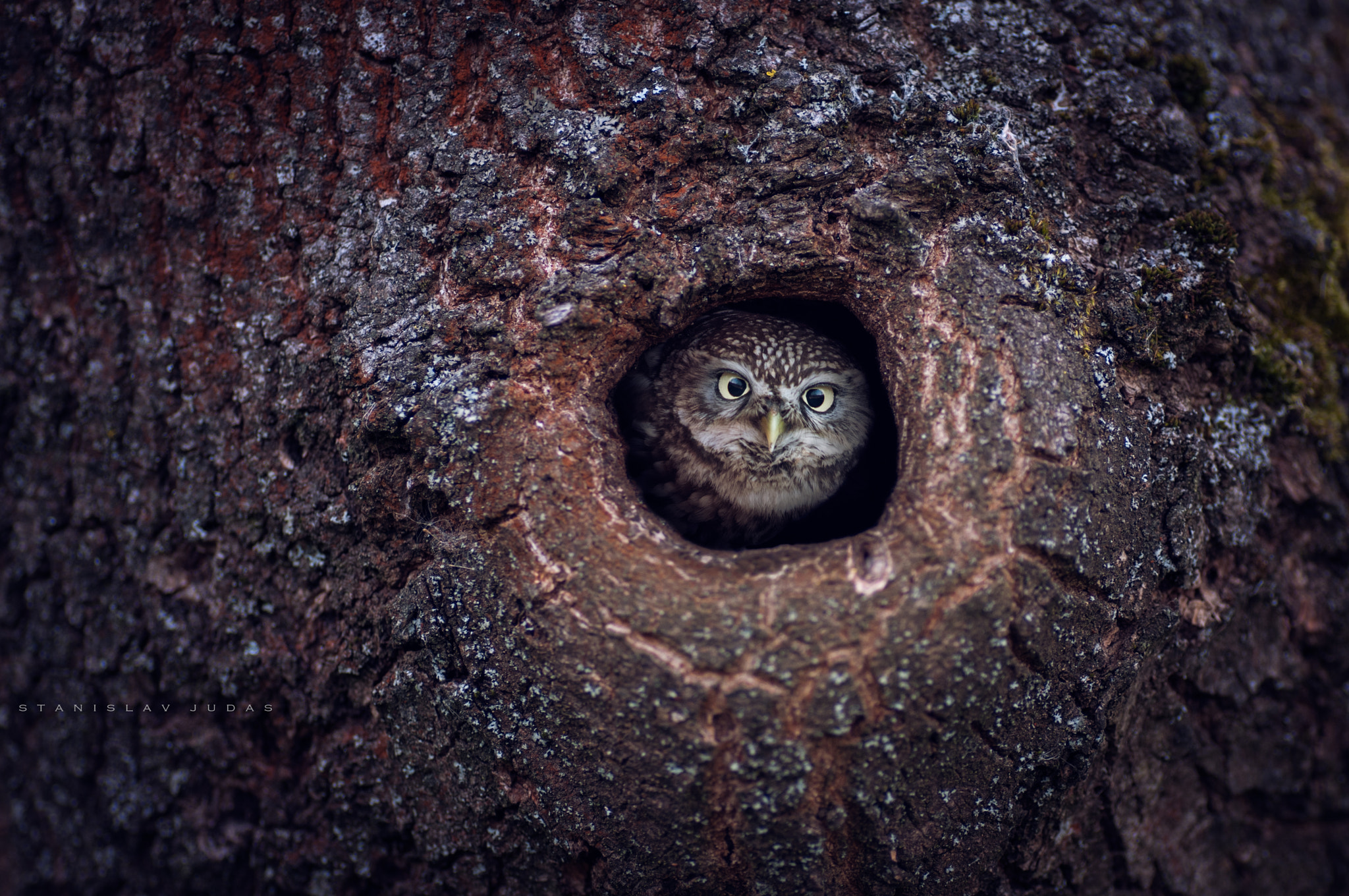 Nikon AF-Nikkor 80-200mm F2.8D ED sample photo. Athene noctua photography