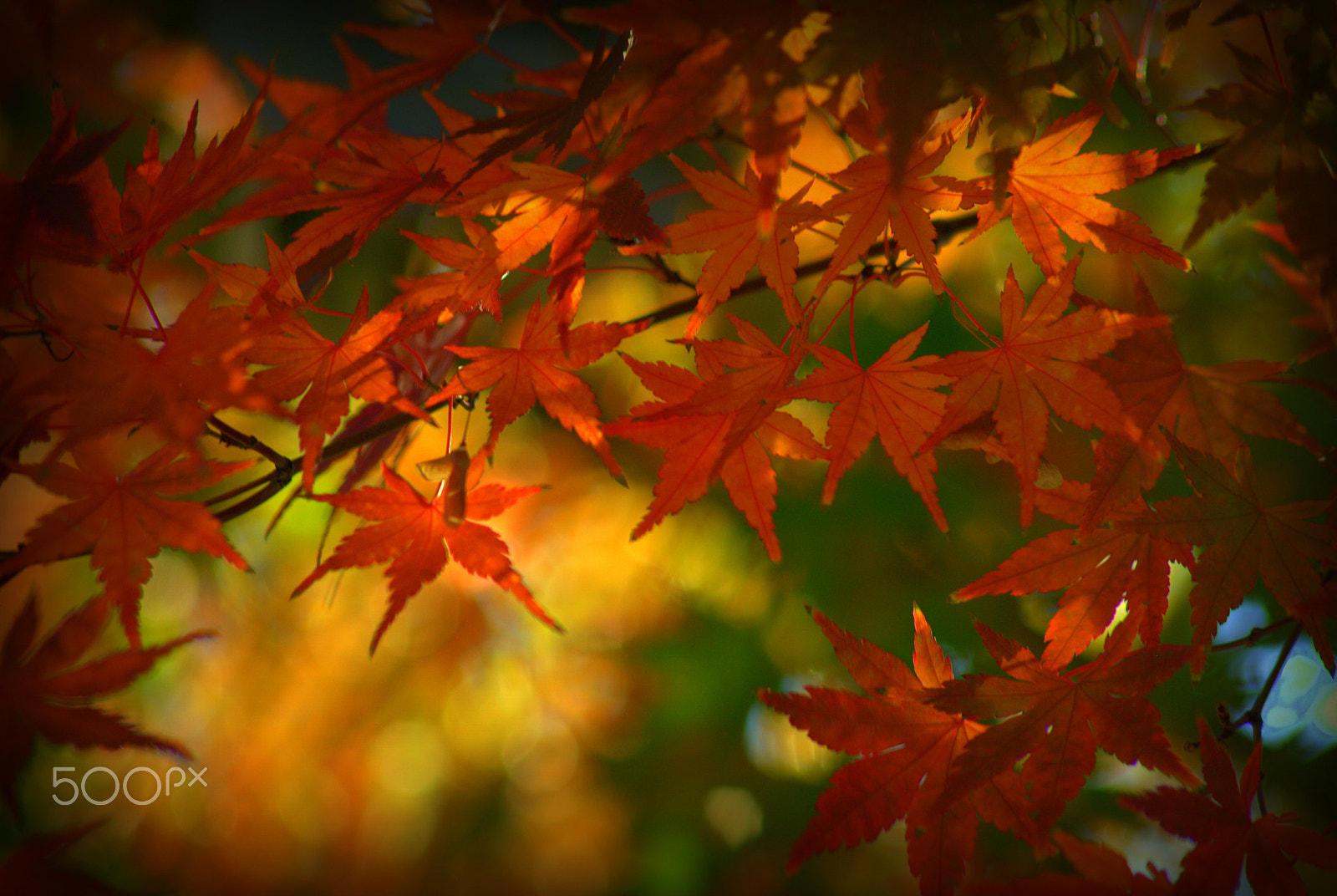 Sigma 70-300mm F4-5.6 APO DG Macro sample photo. Japanese maple fall photography