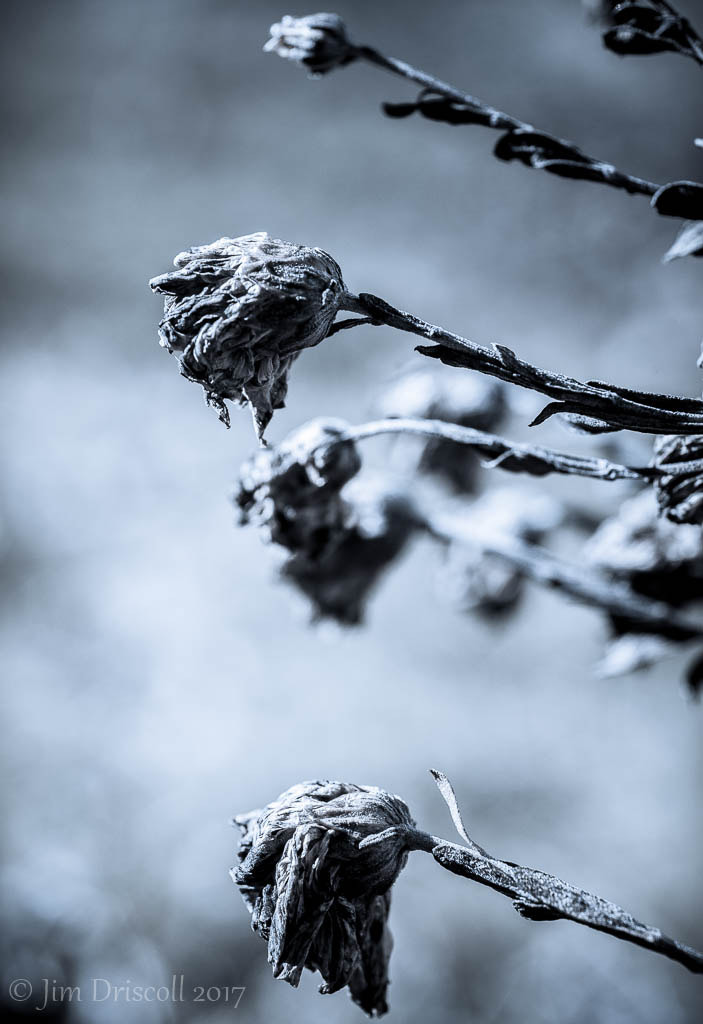 Nikon D610 + Nikon AF Micro-Nikkor 60mm F2.8D sample photo. Last years beauty photography