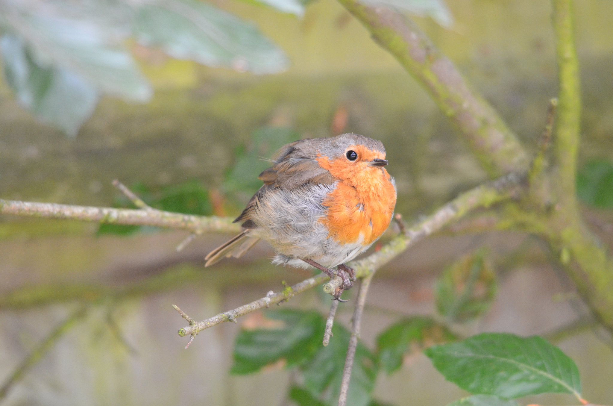 Sigma 150-500mm F5-6.3 DG OS HSM sample photo. Robin redbreast photography