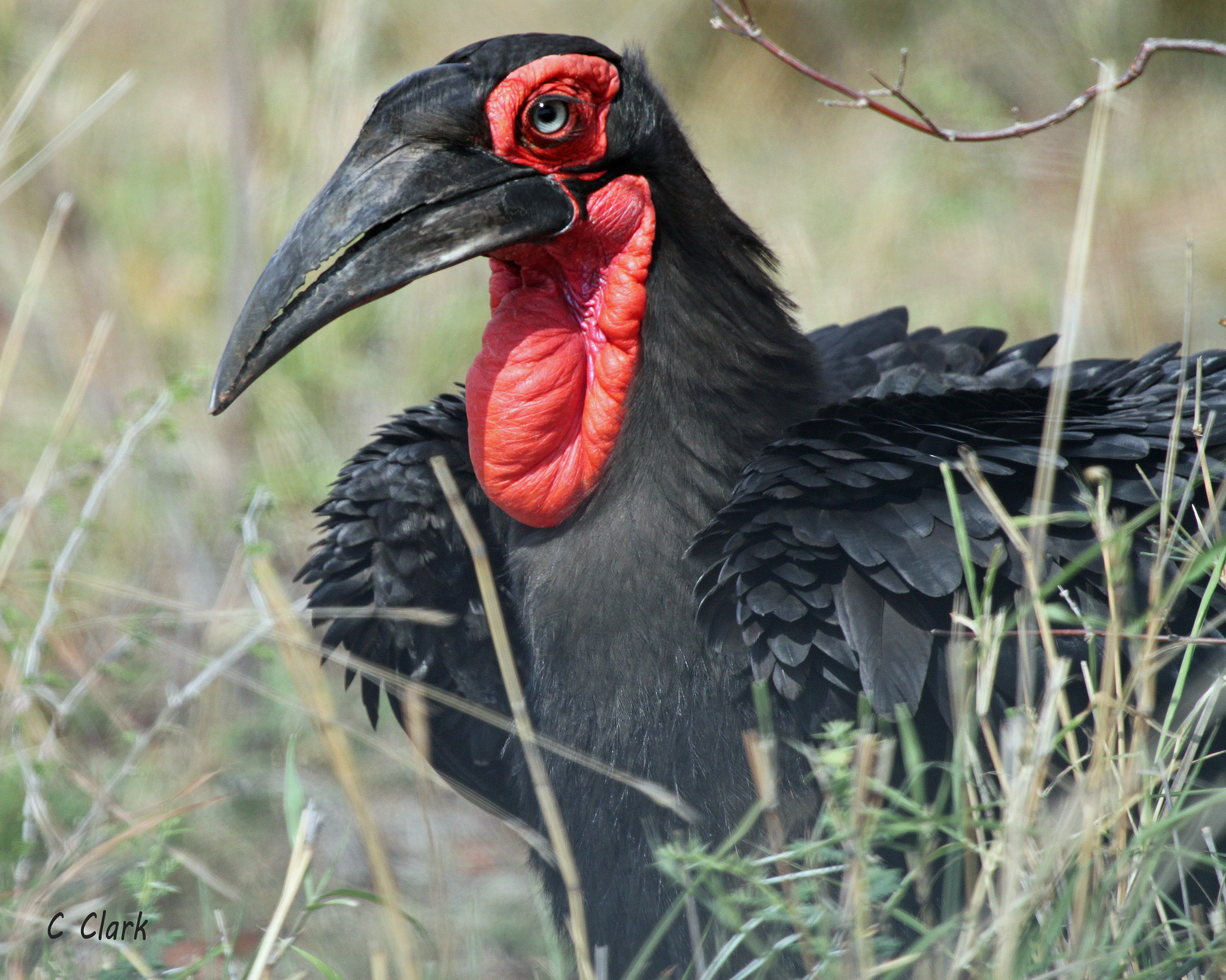 Canon EF 100-400mm F4.5-5.6L IS USM sample photo. Southern ground hornbill photography