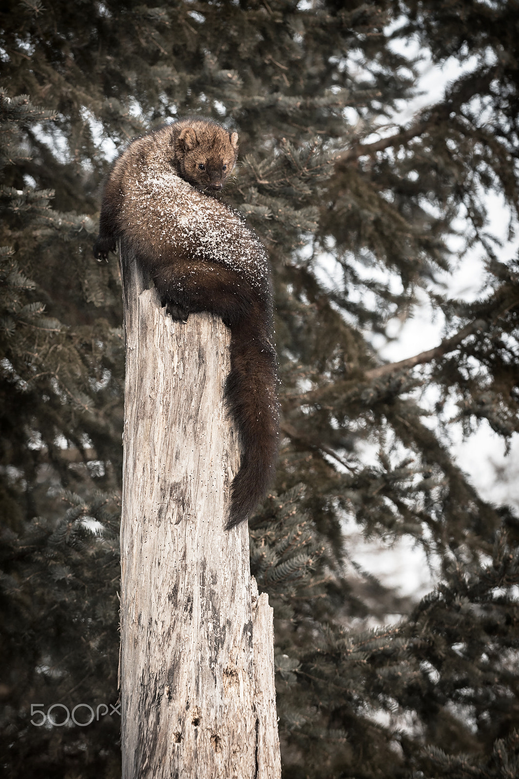 Nikon D4S sample photo. Does this tree make my butt look big? photography