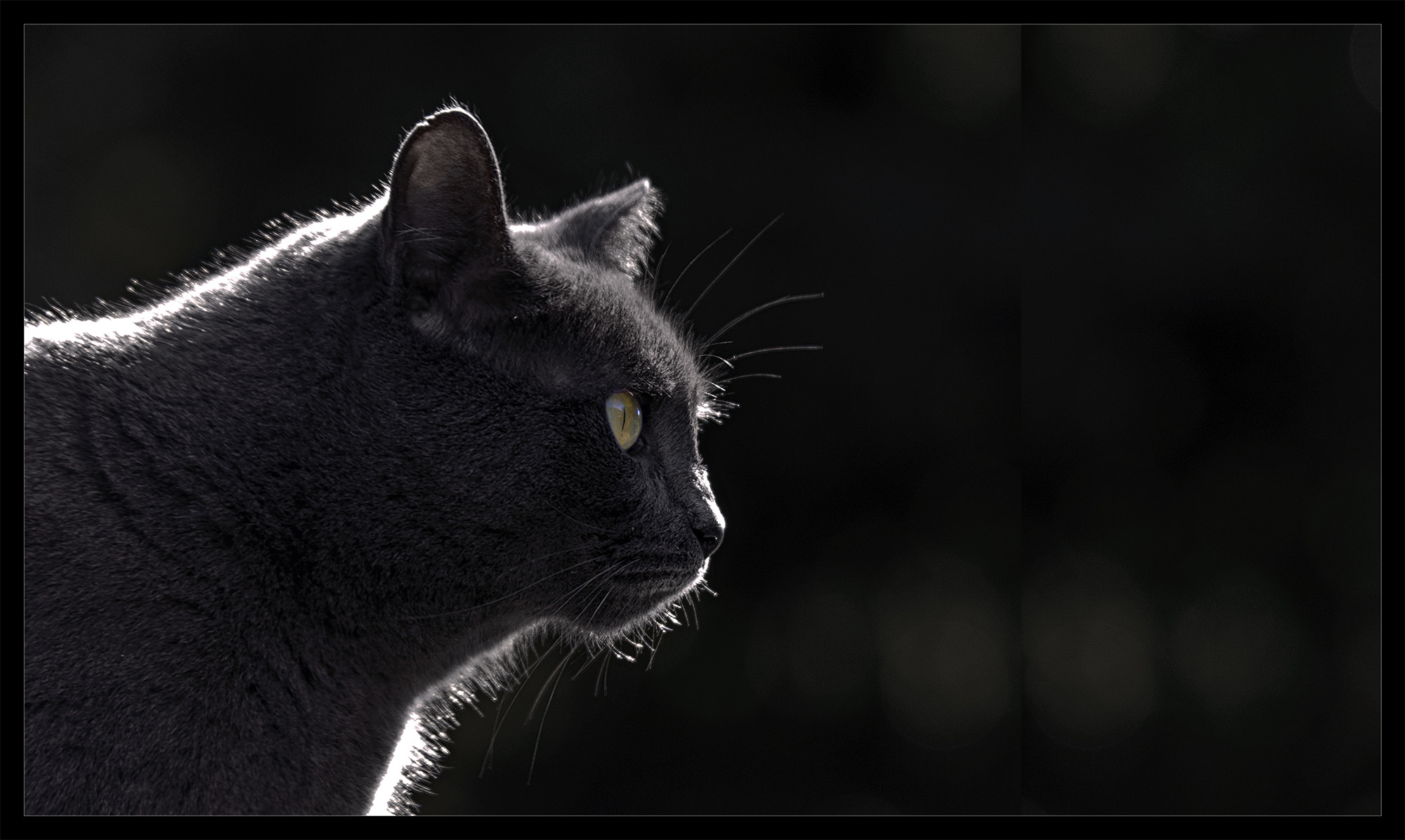 Canon EOS 60D sample photo. Feline profile - profilo felino photography