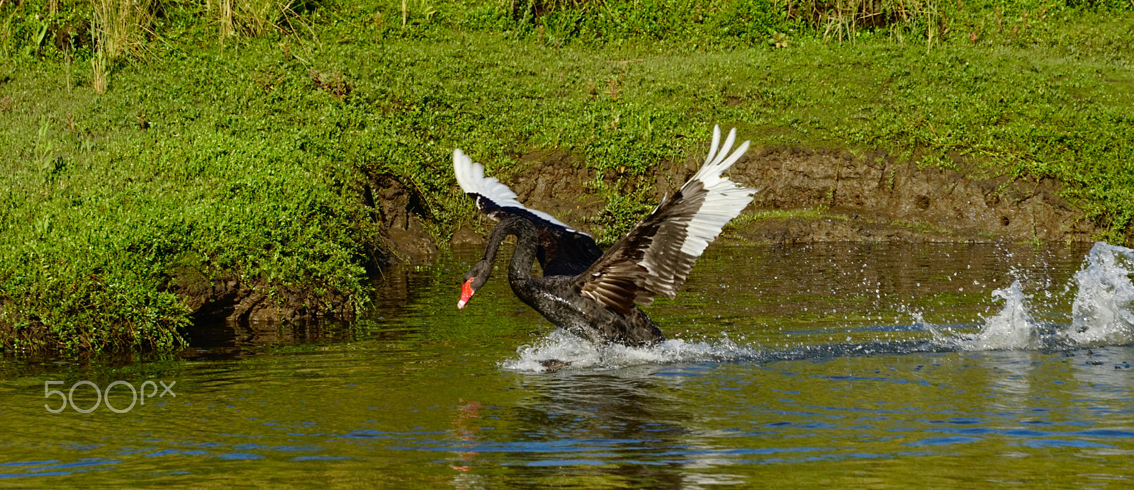 Sony FE 70-300mm F4.5-5.6 G OSS sample photo. Black swan photography