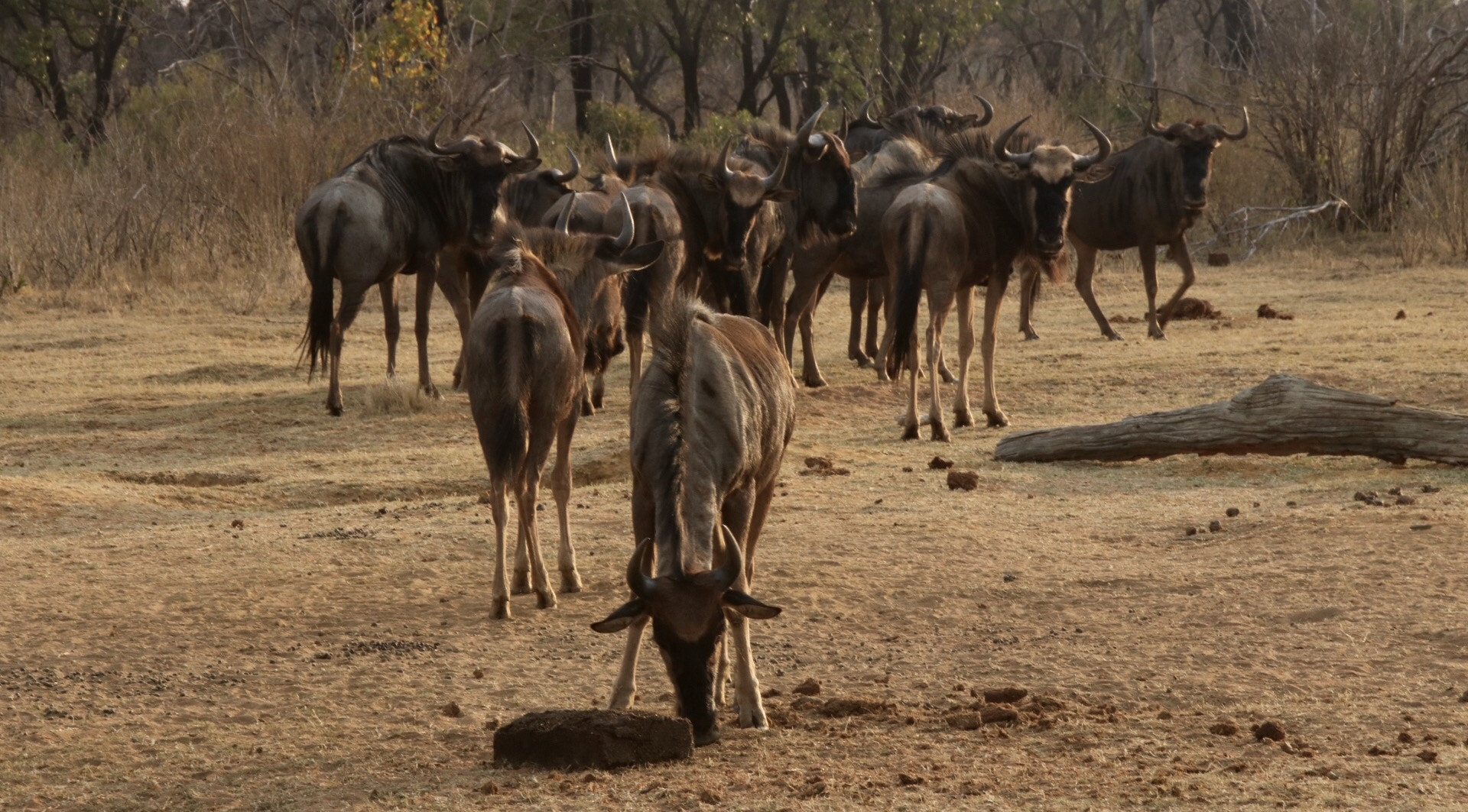 Sigma 18-250mm F3.5-6.3 DC OS HSM sample photo. Wildebeests photography